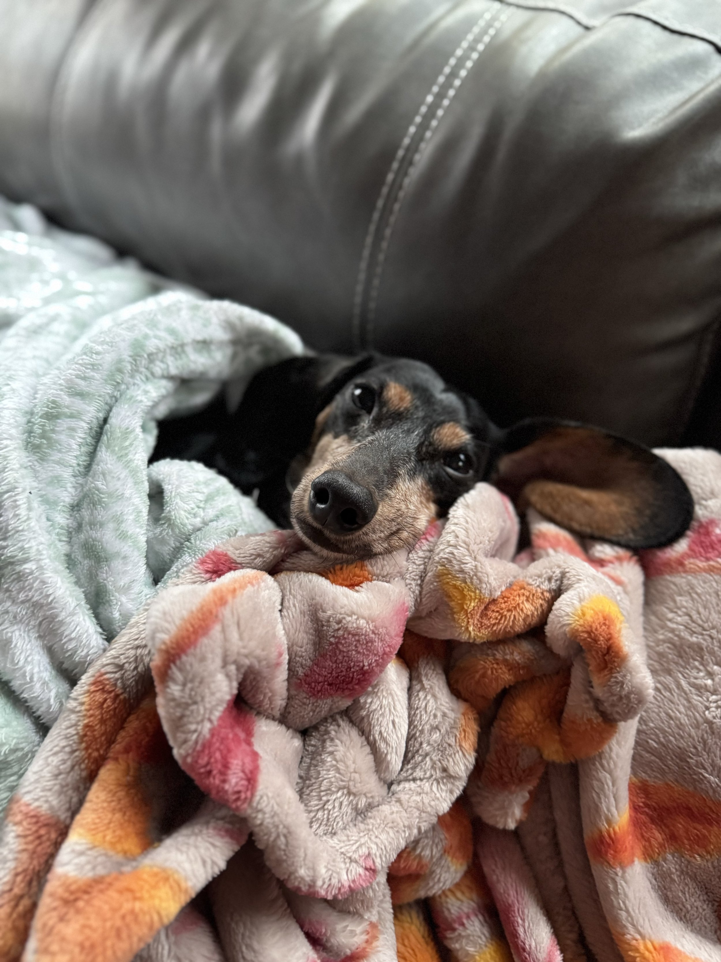 A small black and tan dog resting on a colorful plush blanket, lying against a leather couch.