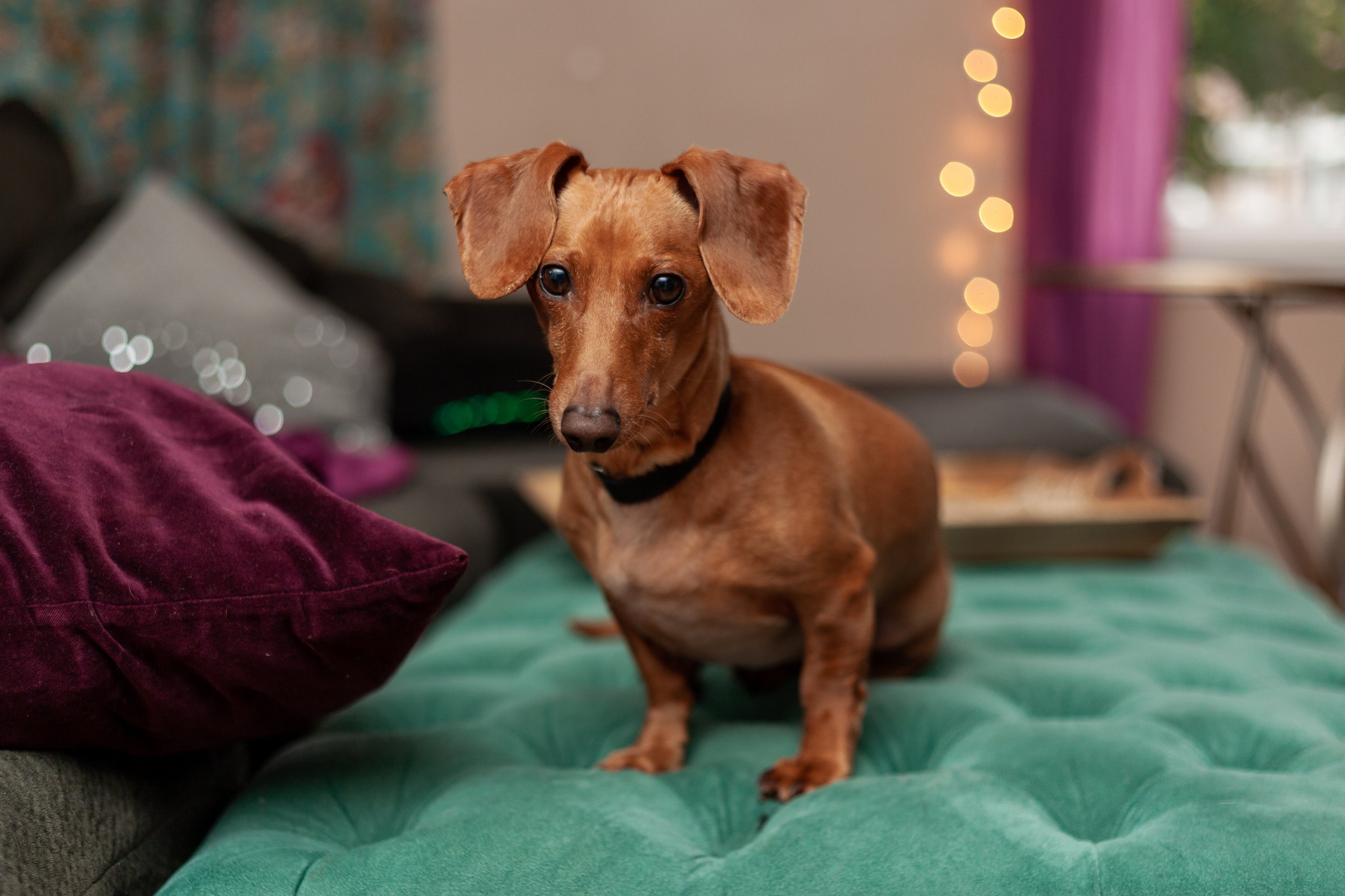Dachshund dog sitting on a green cushion in a cozy living room with purple pillows and warm string lights in the background.