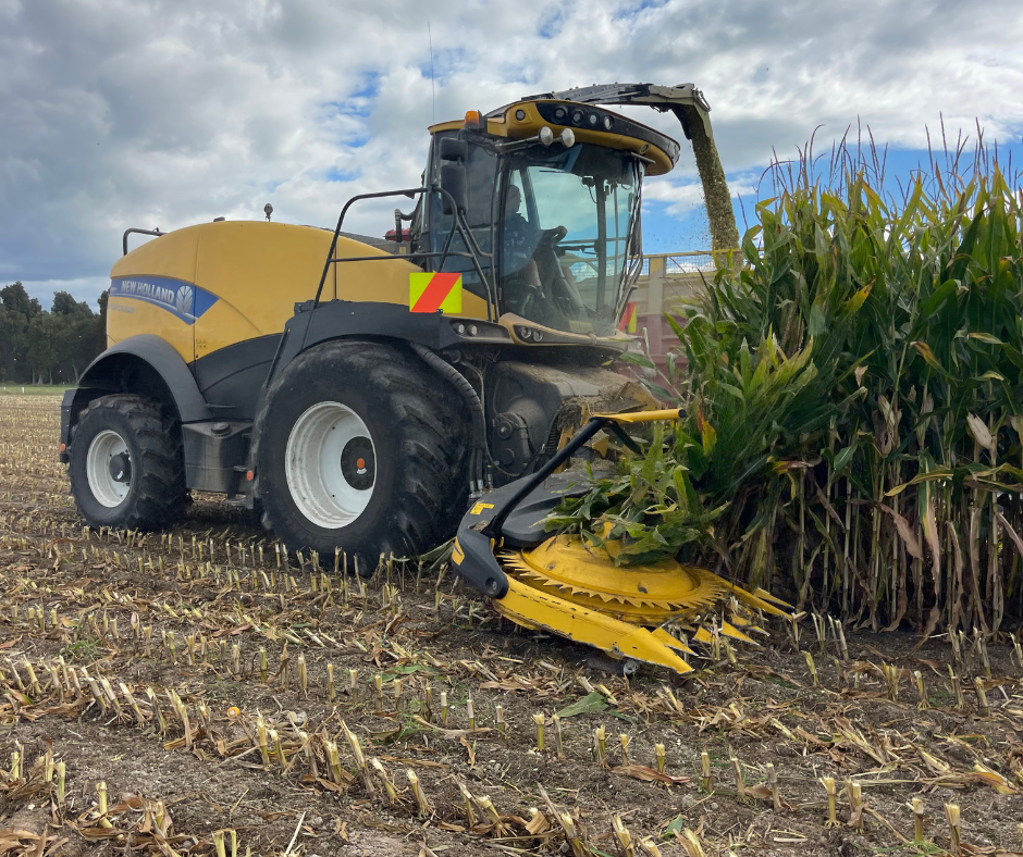 A large yellow and black New Holland cotton harvester in a field harvesting maize.