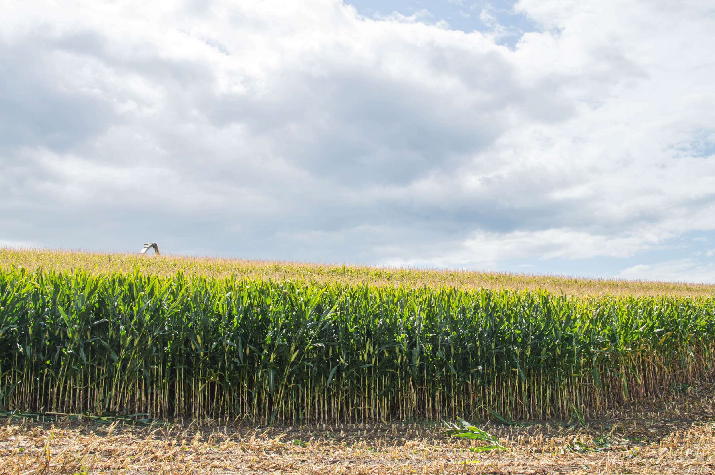 A green cornfield with a cloudy sky overhead and an agricultural tractor in the distance.