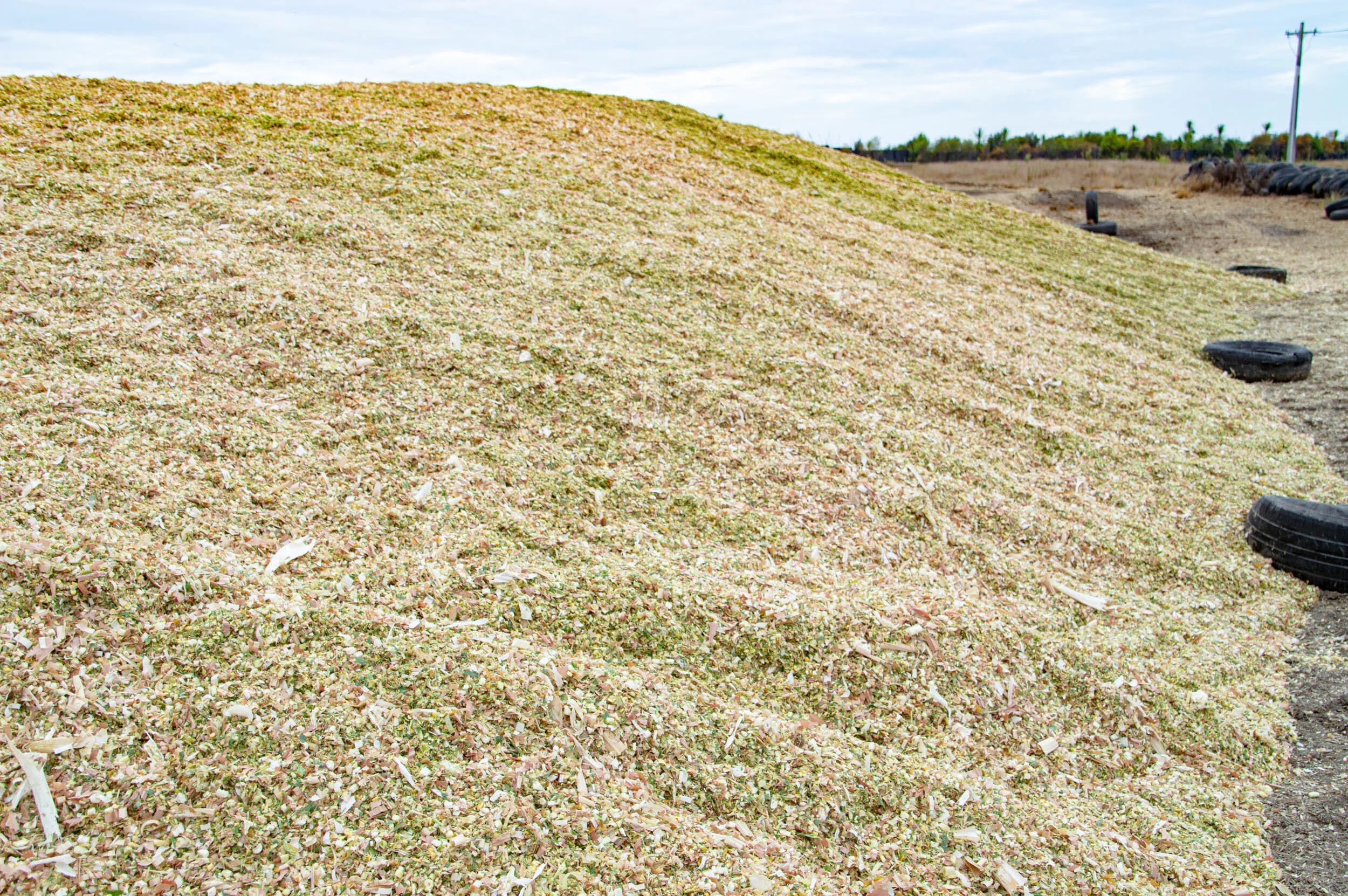 Large pile of wood chips or mulch on a sloped surface in an outdoor area.