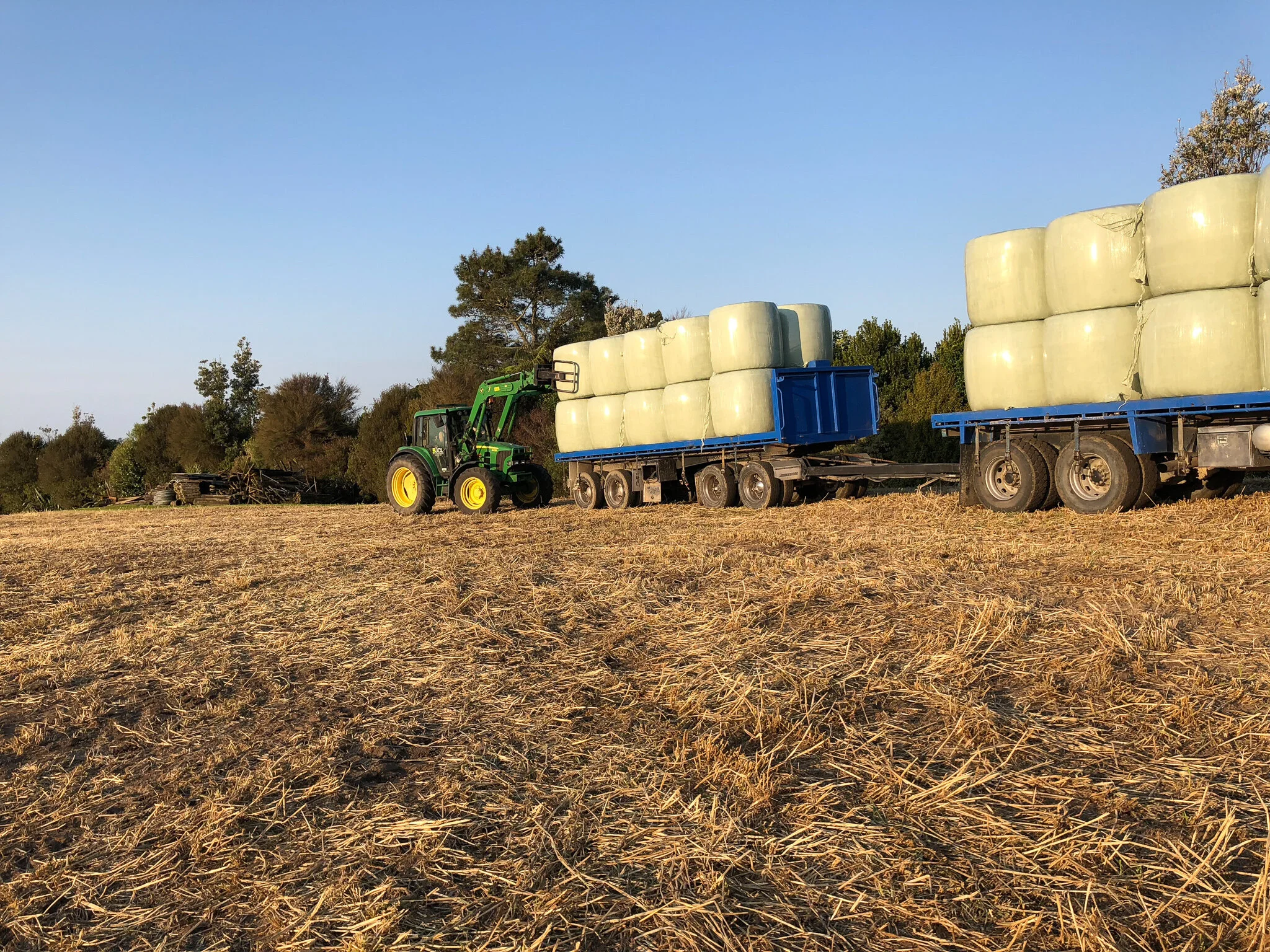 A tractor pulling a trailer loaded with large wrapped hay bales on a dry, open field with trees in the background under a clear blue sky.