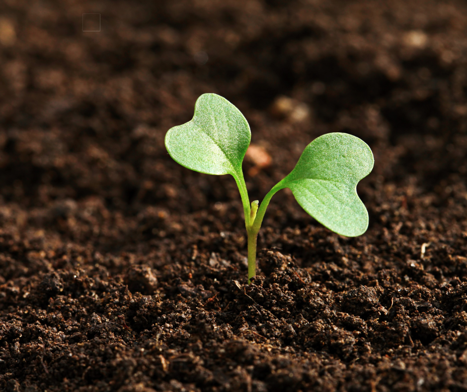 Close-up of a young green seedling sprouting from dark soil with two small leaves.