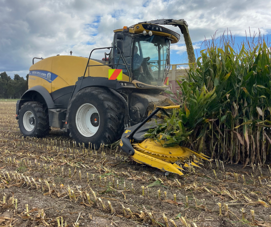 A large yellow New Holland forage harvester working in a cornfield, harvesting corn with green stalks and leaves, and a cloudy sky overhead.