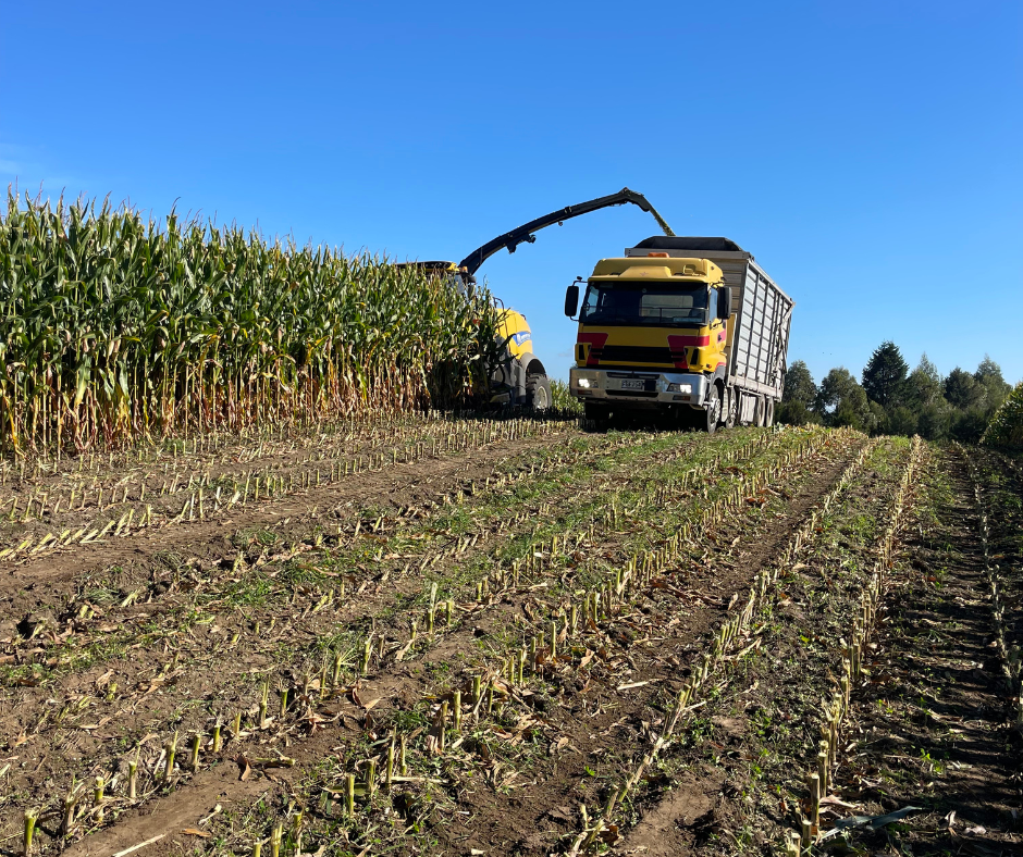 A tractor with a harvesting attachment collecting corn from a cornfield, with a delivery truck nearby under a clear blue sky.