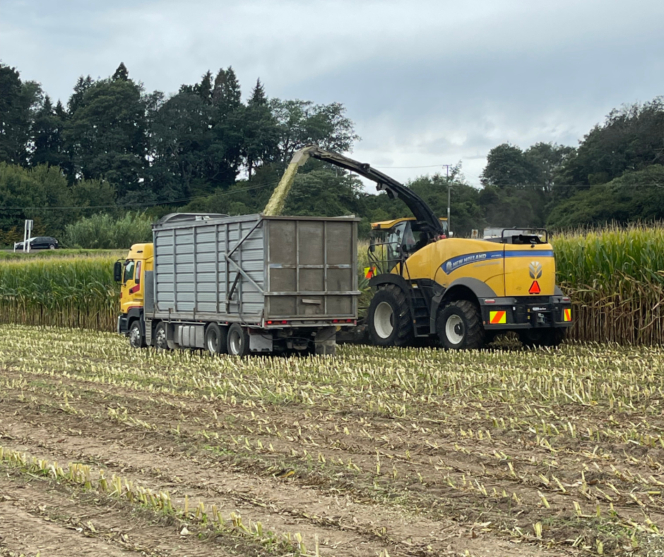 A combine harvester in a cornfield harvesting cornstalks and depositing the processed material into a truck.