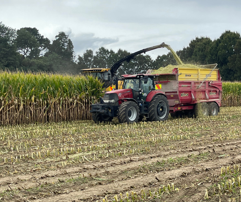 A tractor with a red wagon on a farm field harvesting yellow corn in the background.