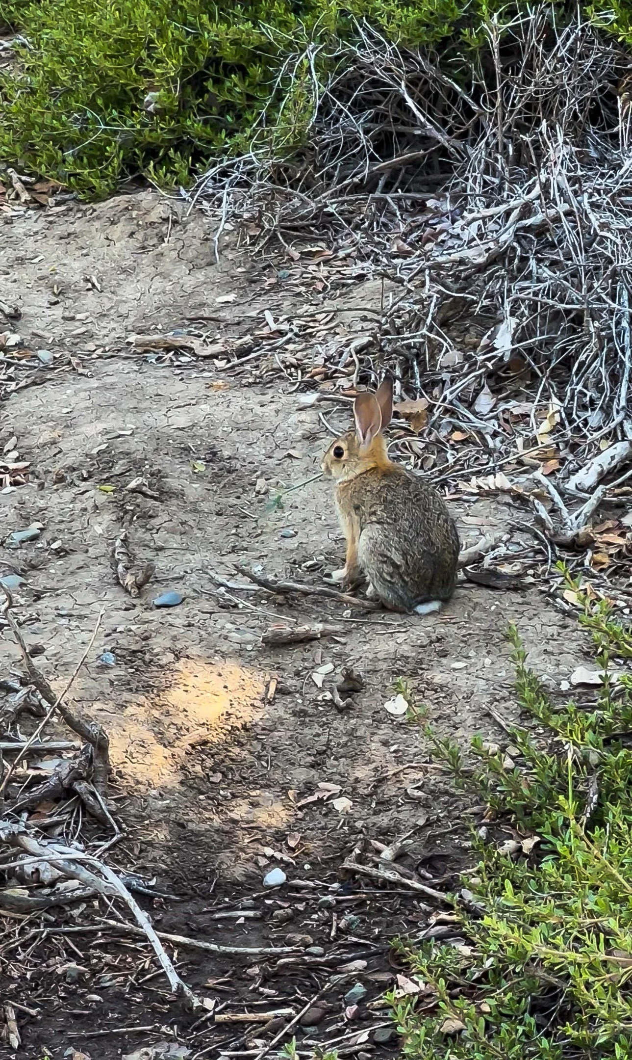 bunny.jpeg