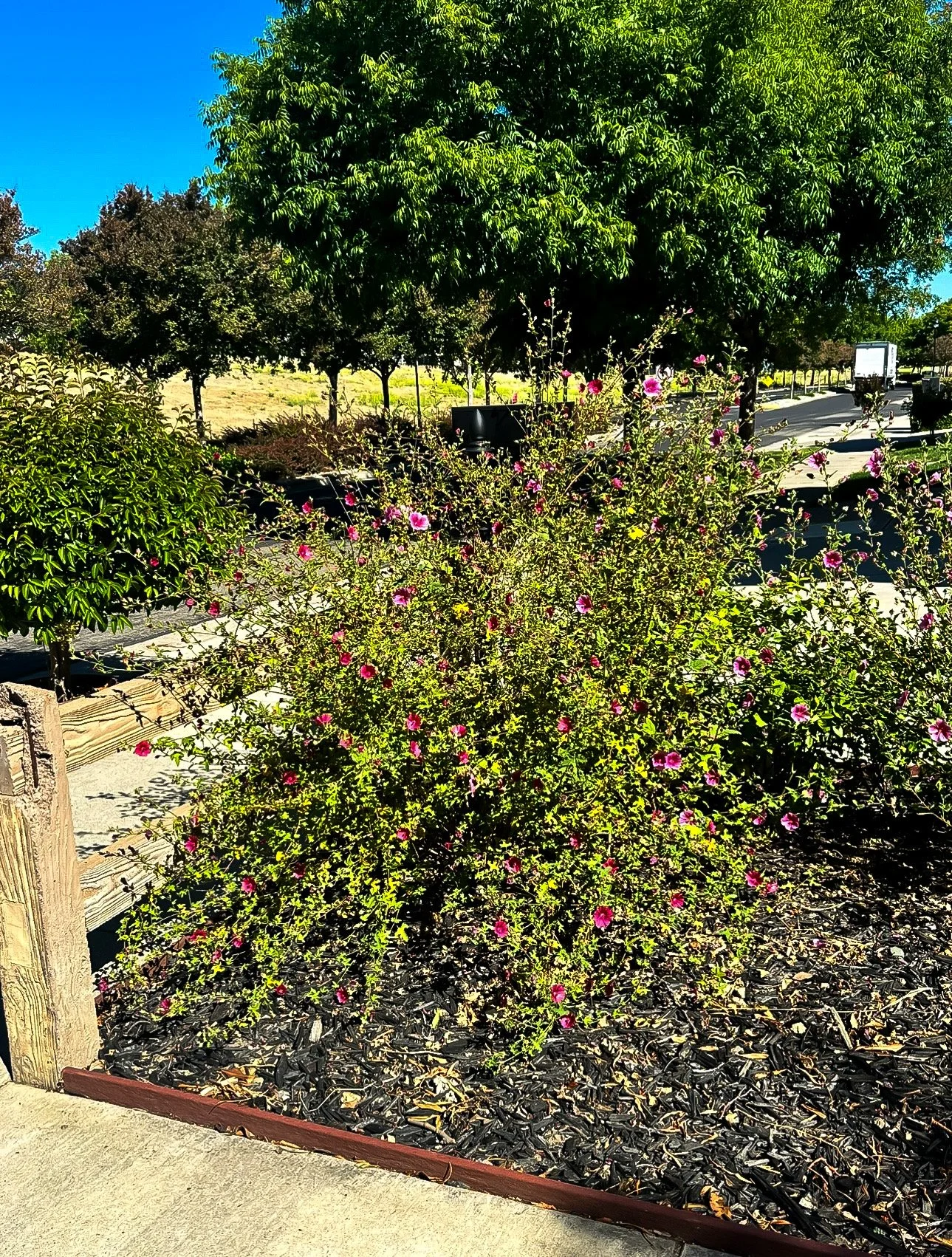 wildflowers.jpeg