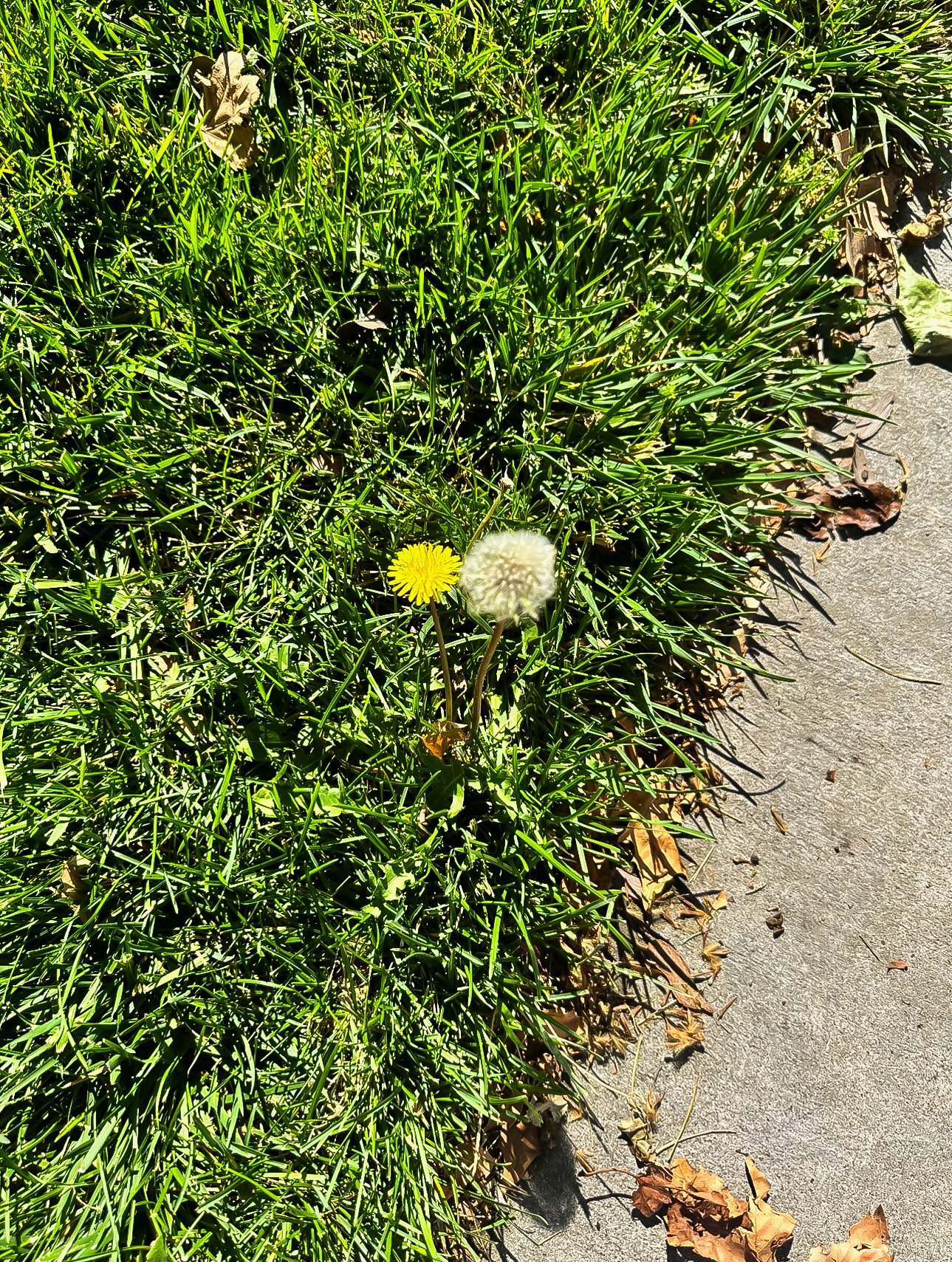 🌱The Healing Found in an Ordinary Walk🌱