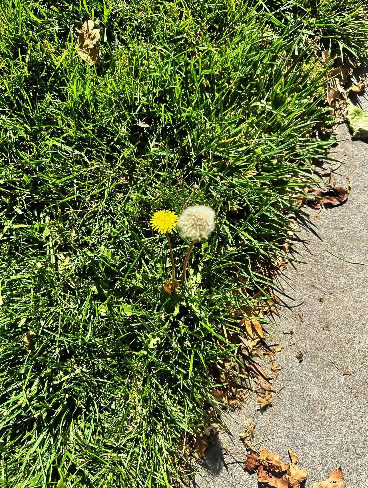 dandylion.jpeg