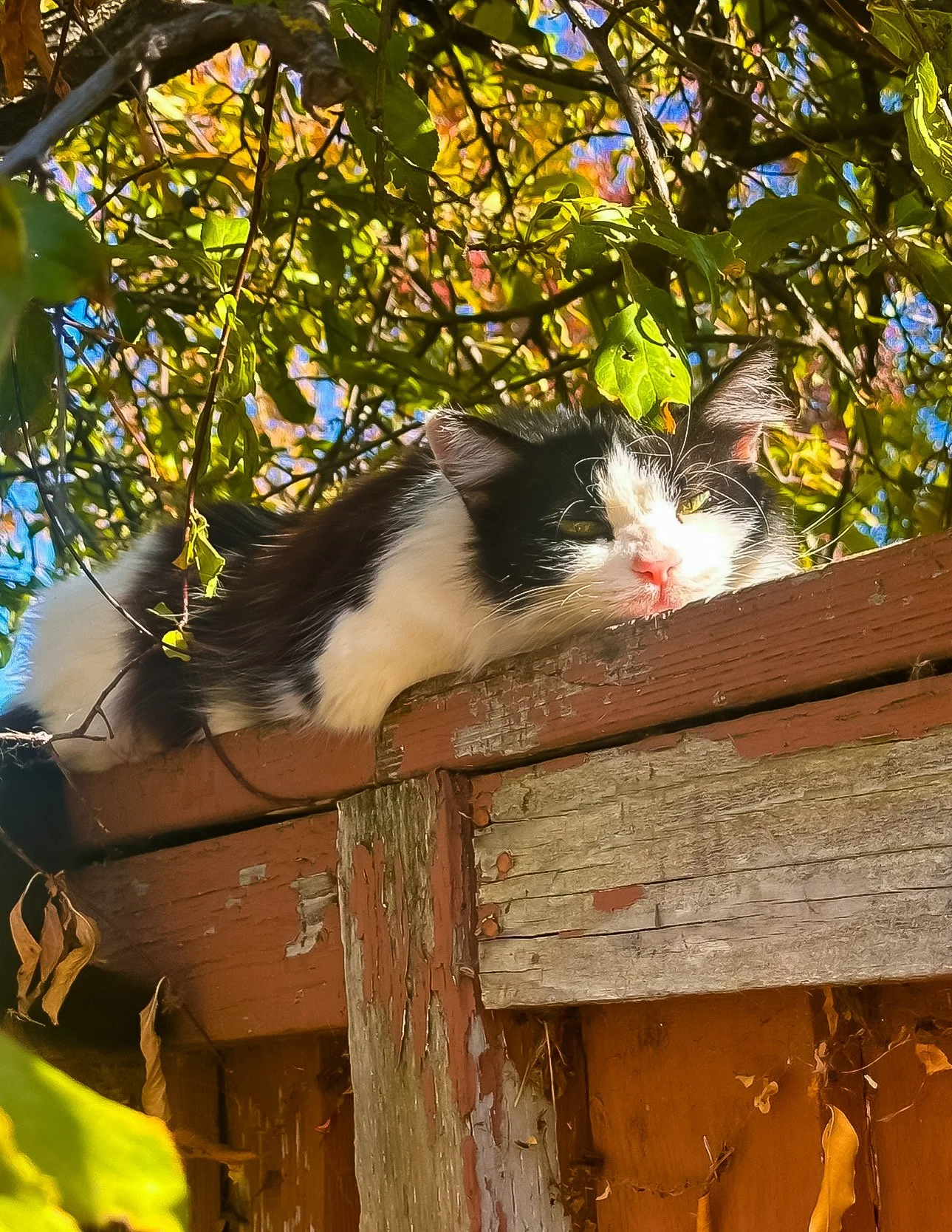 🌳 The Keeper of the Plum Tree🌳 