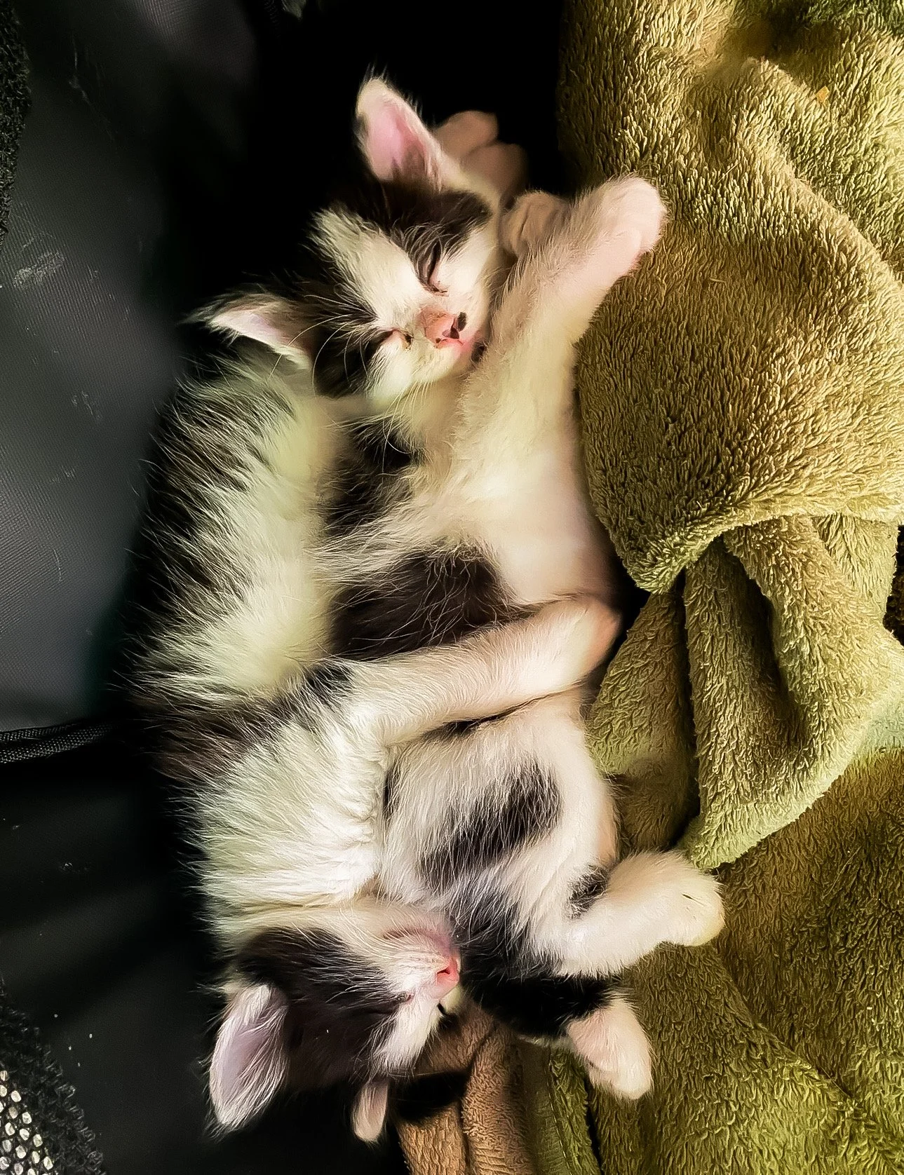 kittens.JPEG