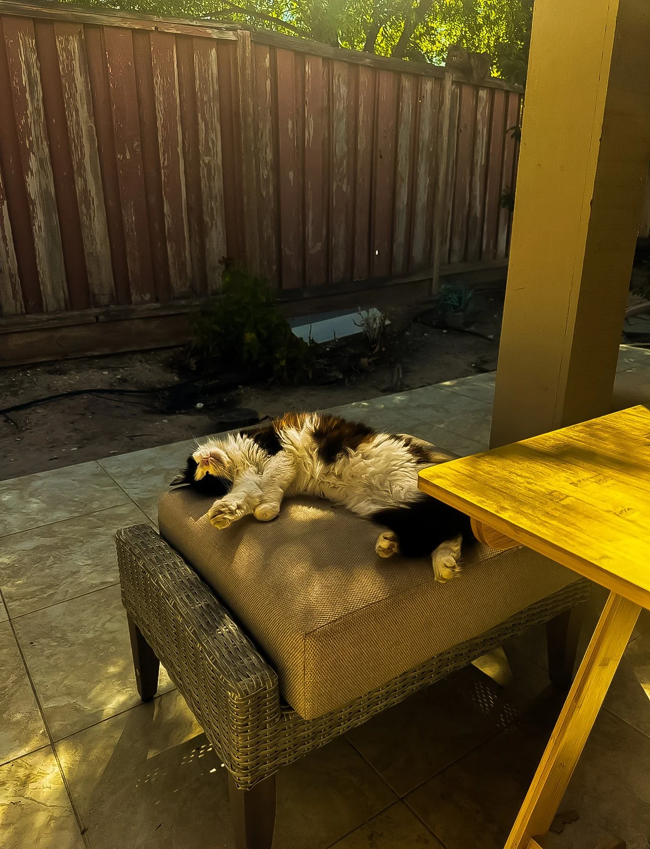 Willow Sunbath.JPEG