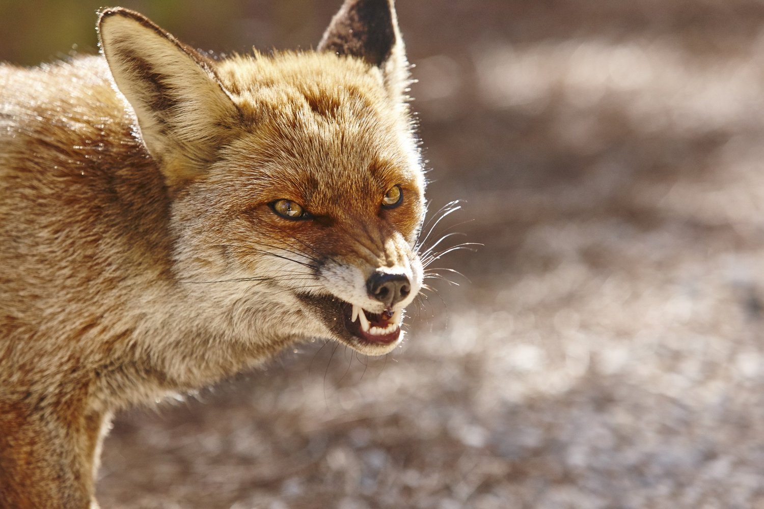 Don't be Out Foxed episode artwork