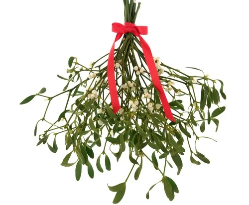 Mistakes of the Mistletoe