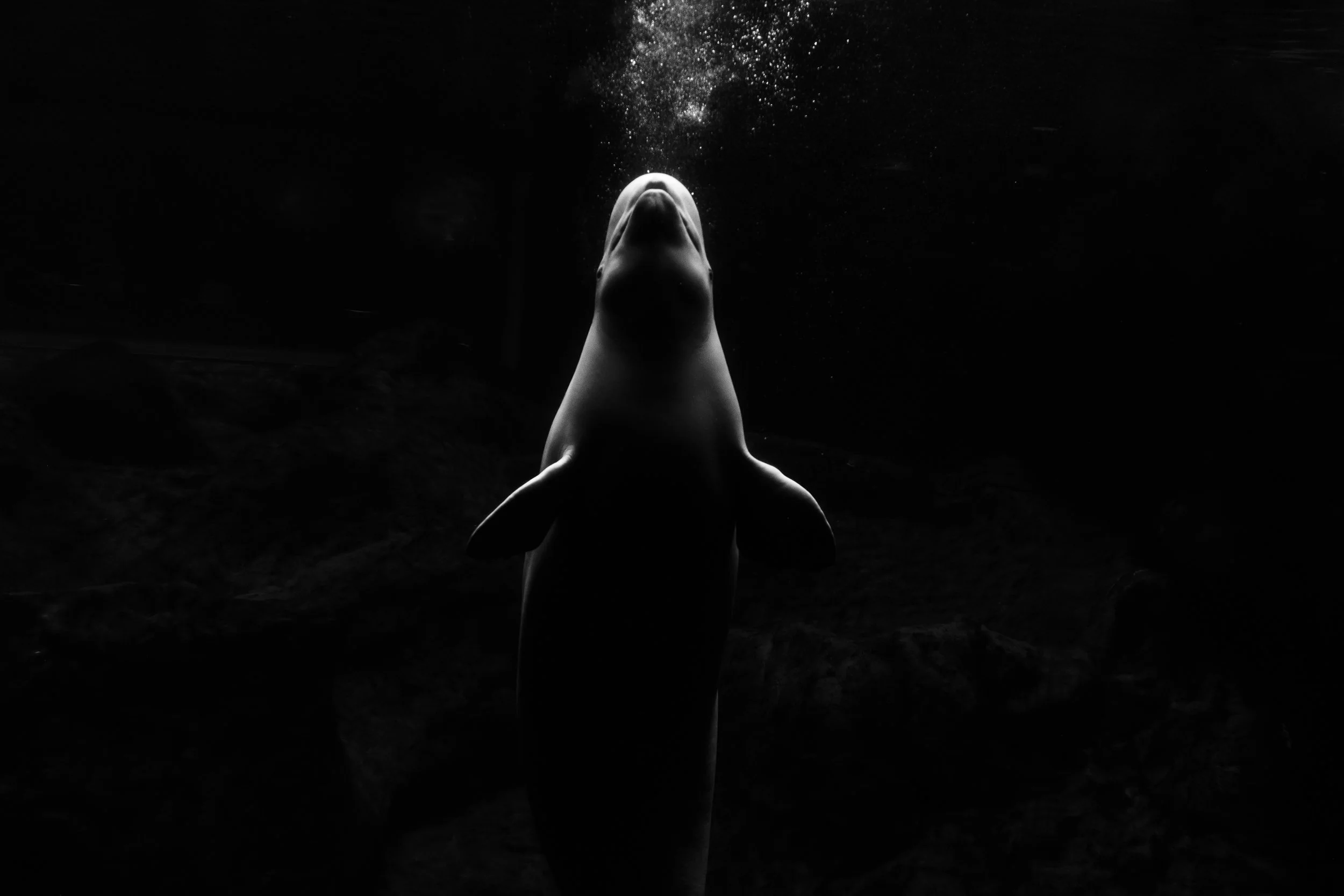 251207_Aquarium_Atlanta-9.jpg
