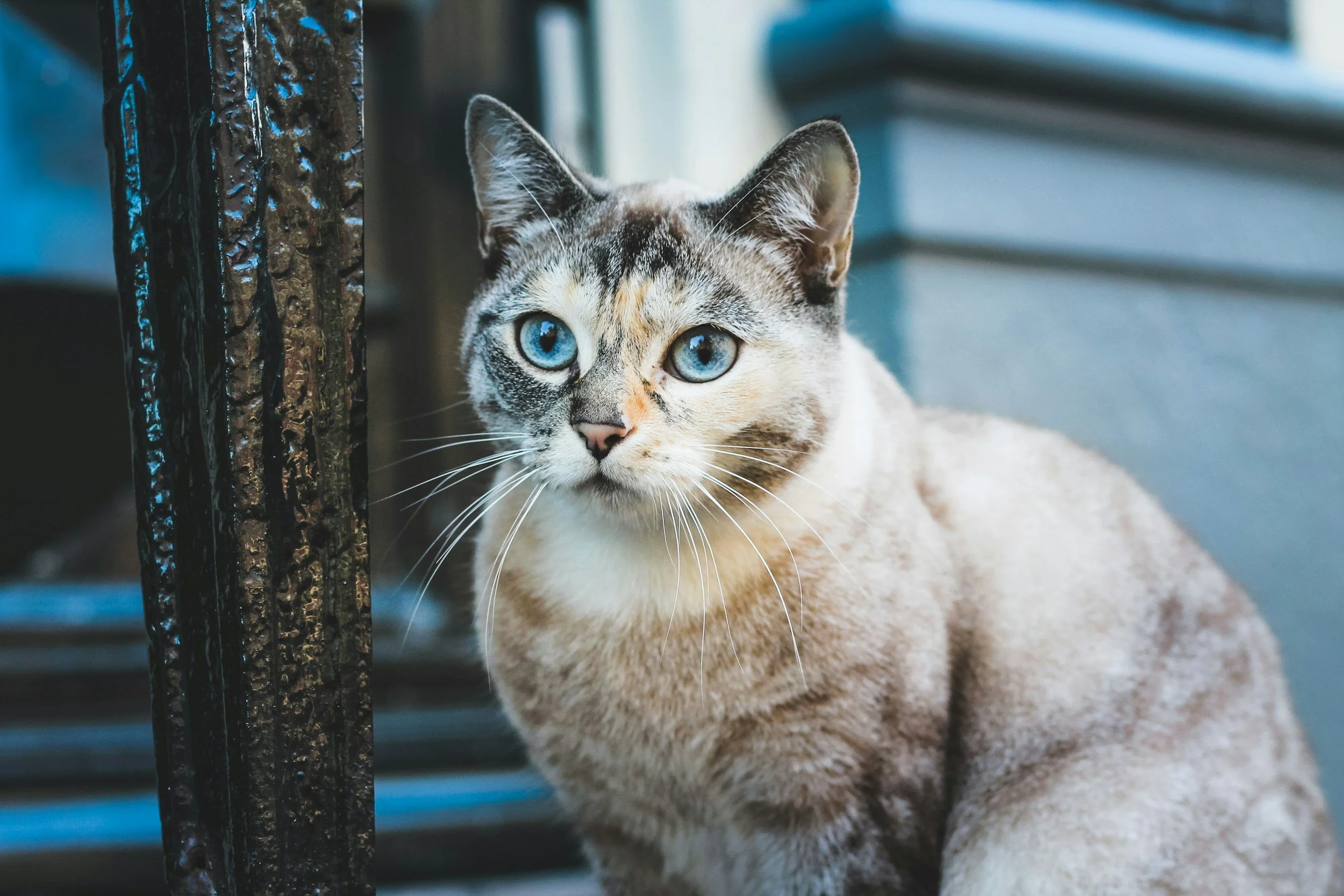 So…What Kind of Cat Am I?