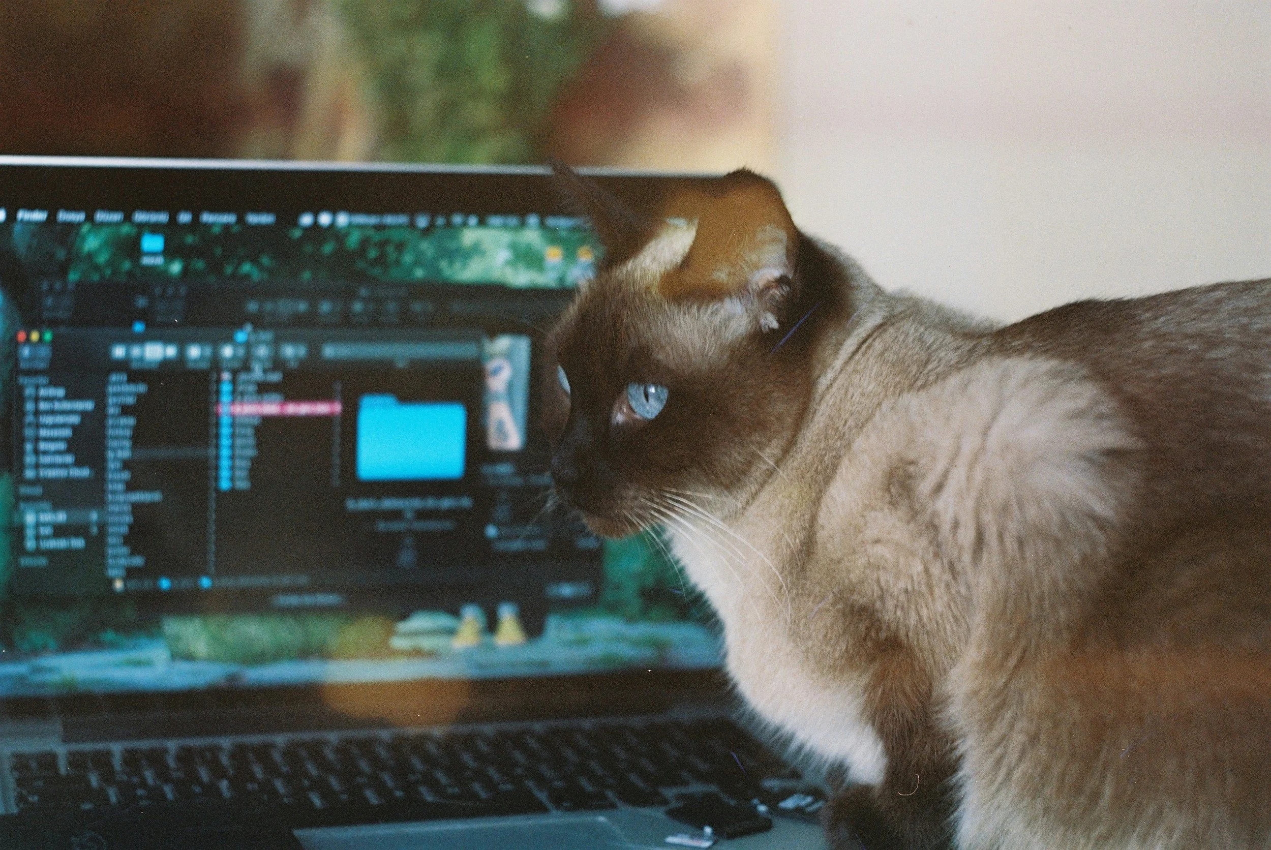 A siamese cat with blue eyes sitting on a desk in front of a laptop computer displaying a digital audio workstation or music editing software.