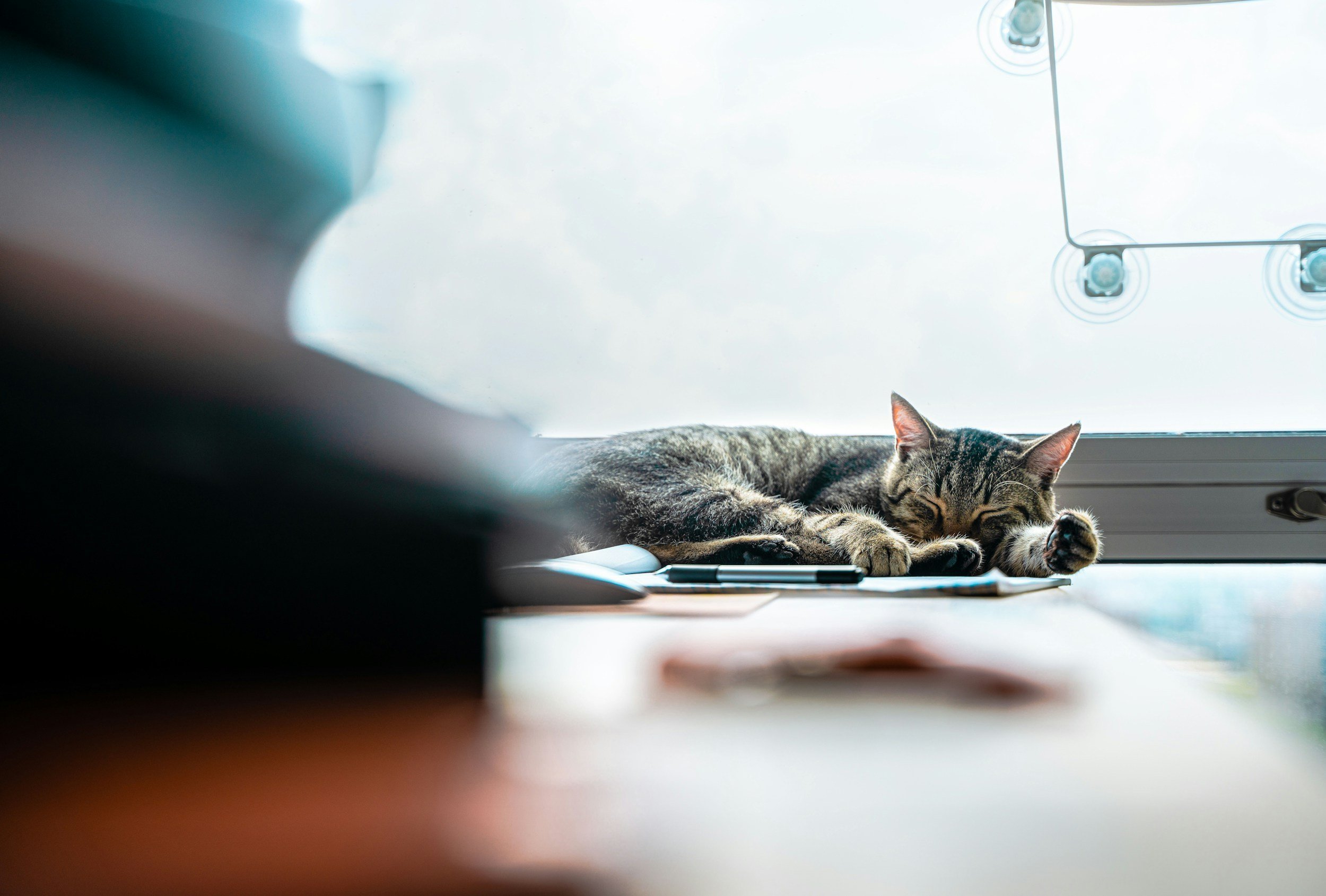 A tabby cat sleeping on a desk near a window with a blurred foreground and a string of decorative lights on the window.