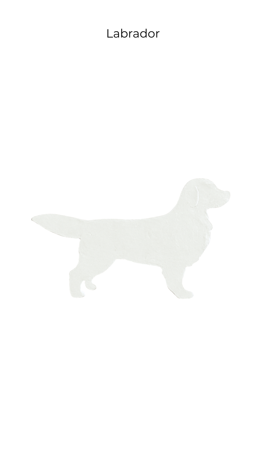 Golden Retriever | Dogs | DOG-005