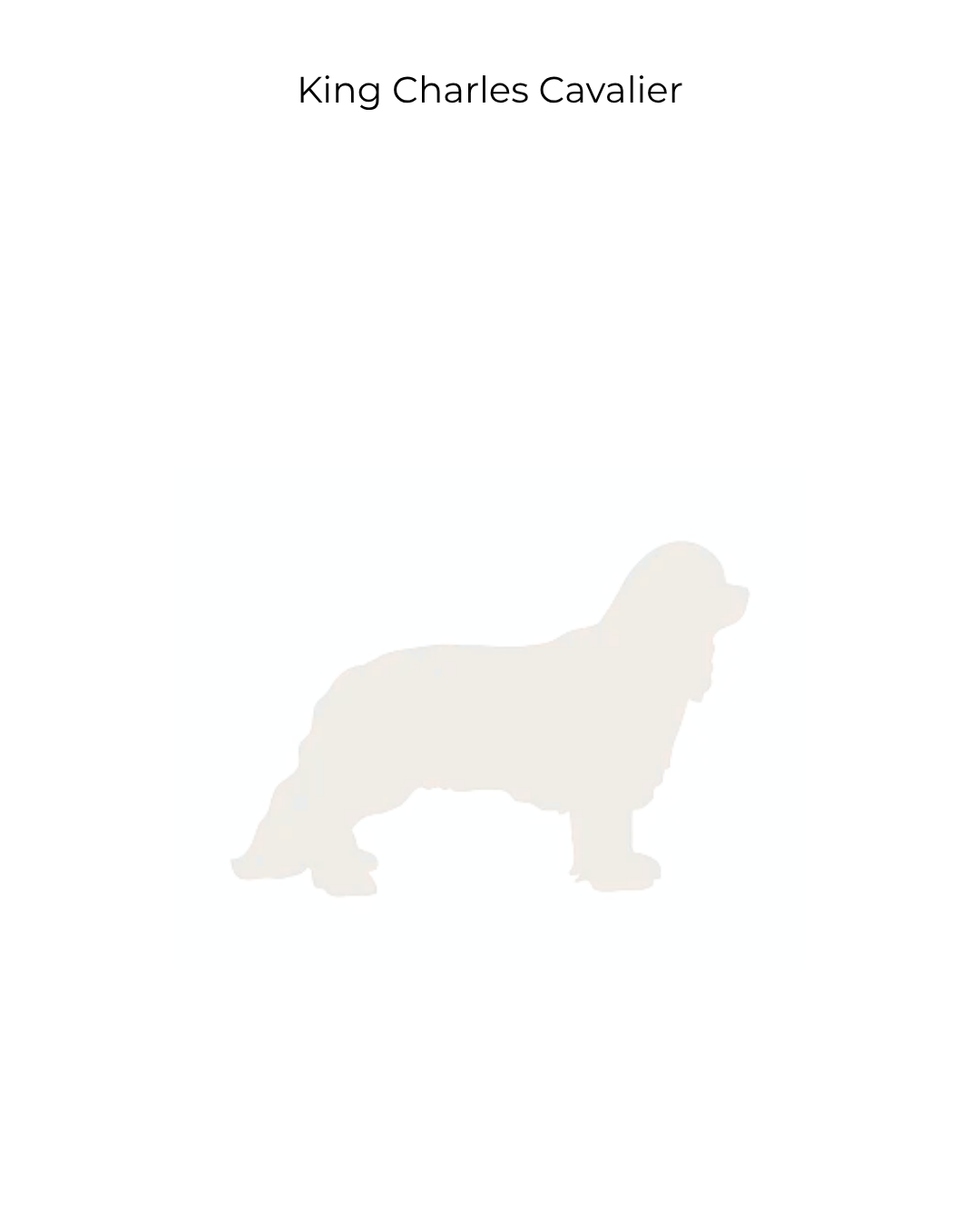King Charles Cavalier | Dogs | DOG-010