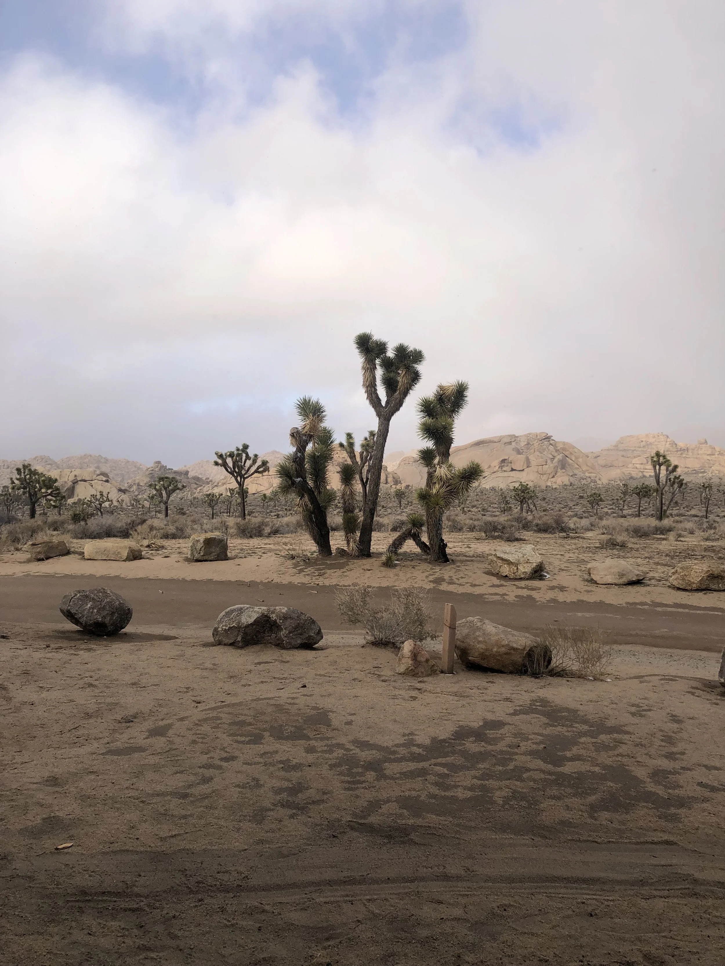 Desert landscape with bushes and rocks, mountains in the background, cloudy sky.