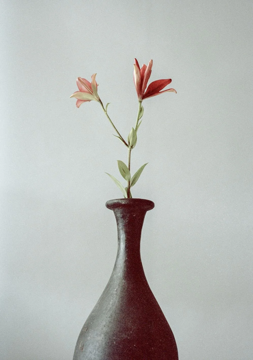 Jarrón oscuro con una sola flor de color rosa y follaje verde claro en fondo gris