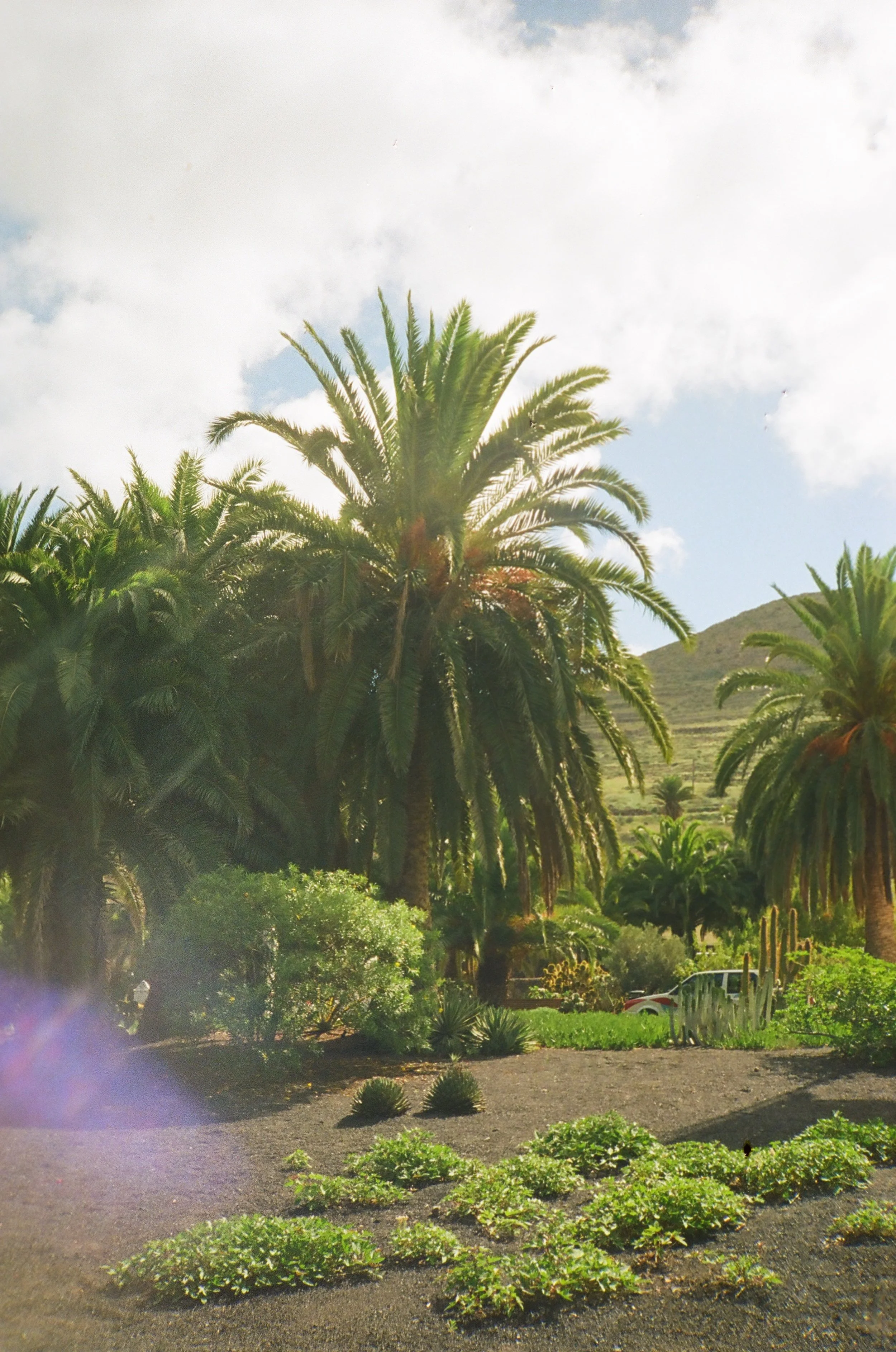 Palmeras en un jardín con cielo parcialmente nublado.