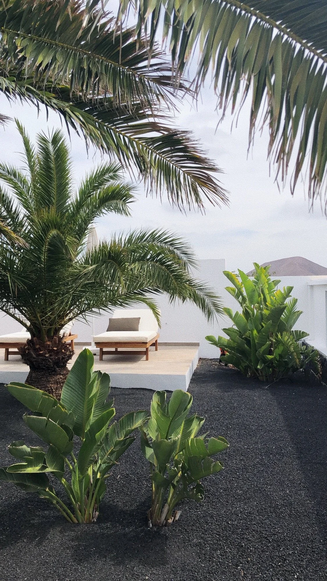 Palmeras y plantas tropicales en un área de descanso con sillas blancas y cojines, en un entorno de playa o jardín, con una vista hacia montañas en el fondo.