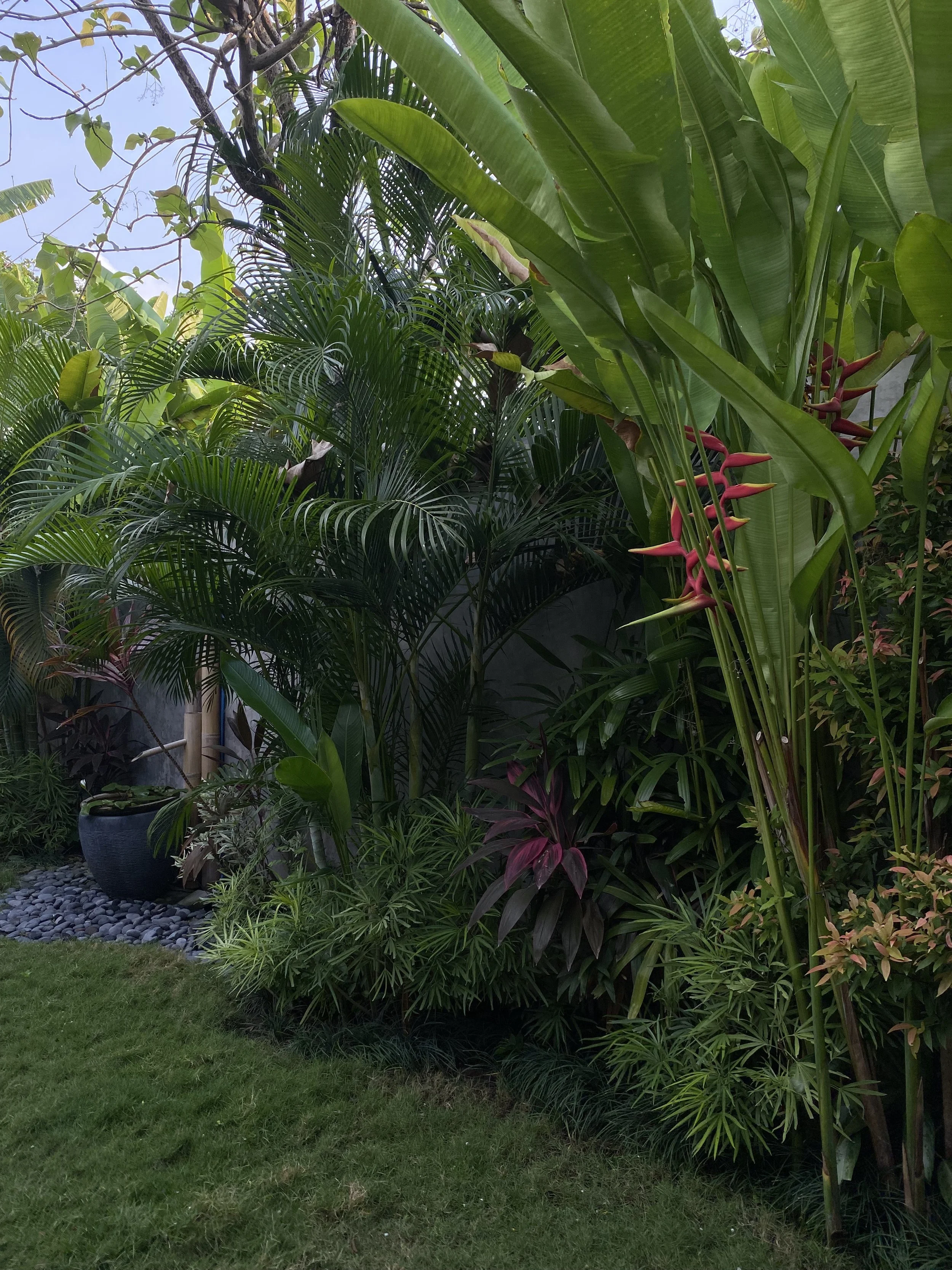 Jardín con plantas verdes, palmeras y hortensias, con césped en primer plano y muro de fondo.