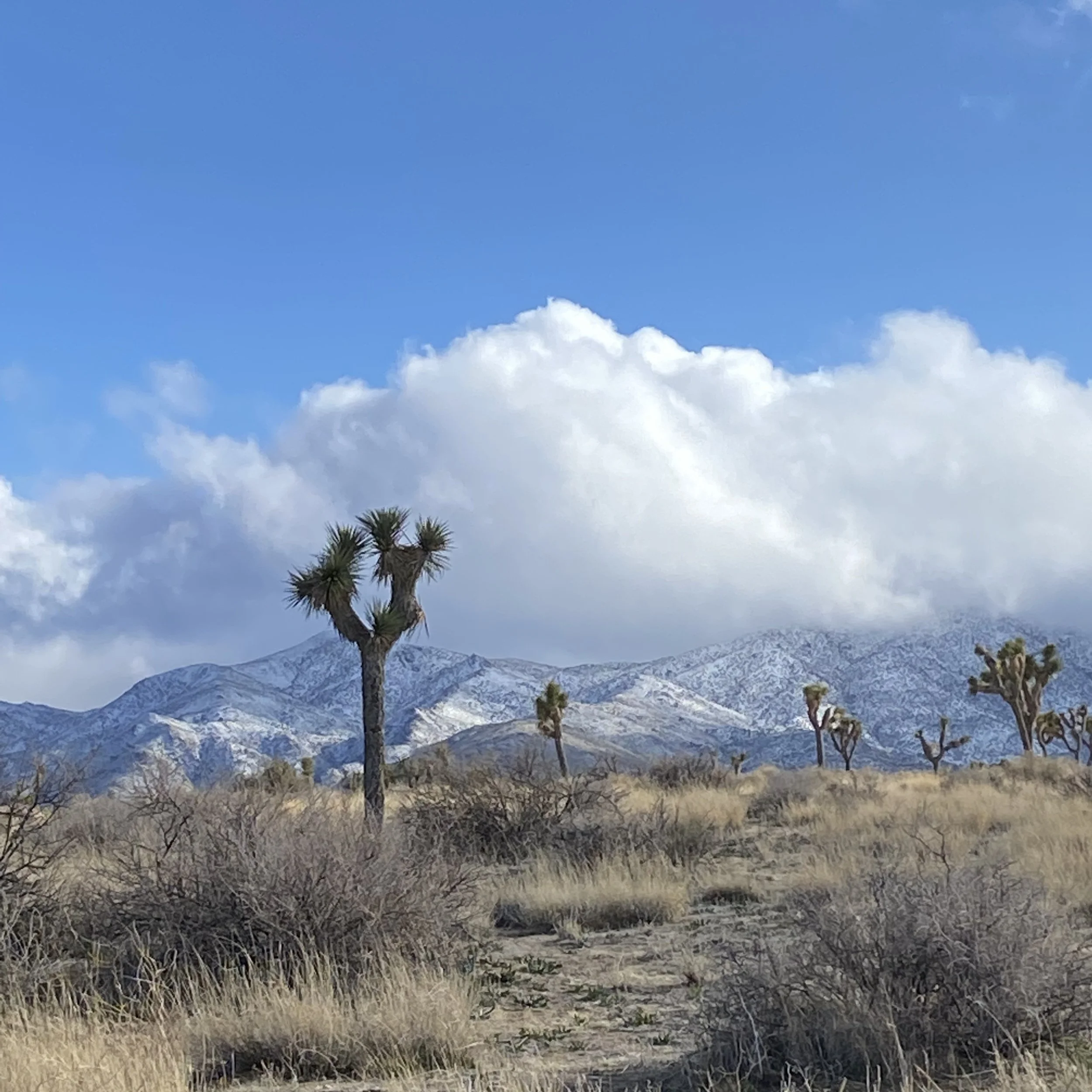 Paisaje desértico con arbustos y árboles de palo verde, montañas nevadas en el fondo y un cielo parcialmente nublado.