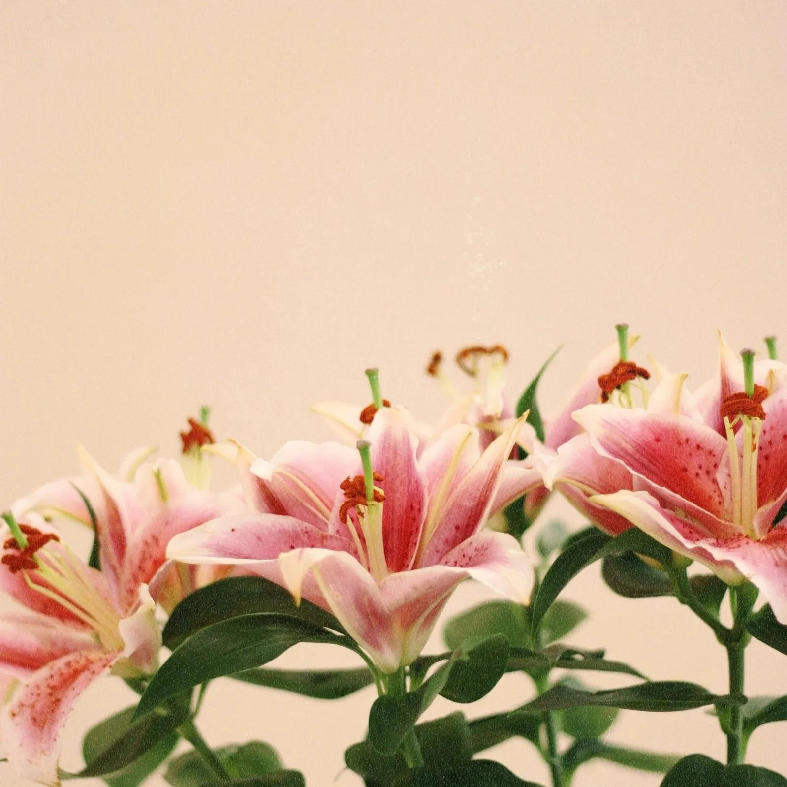 Ramo de flores de lirio rosa y blancas.