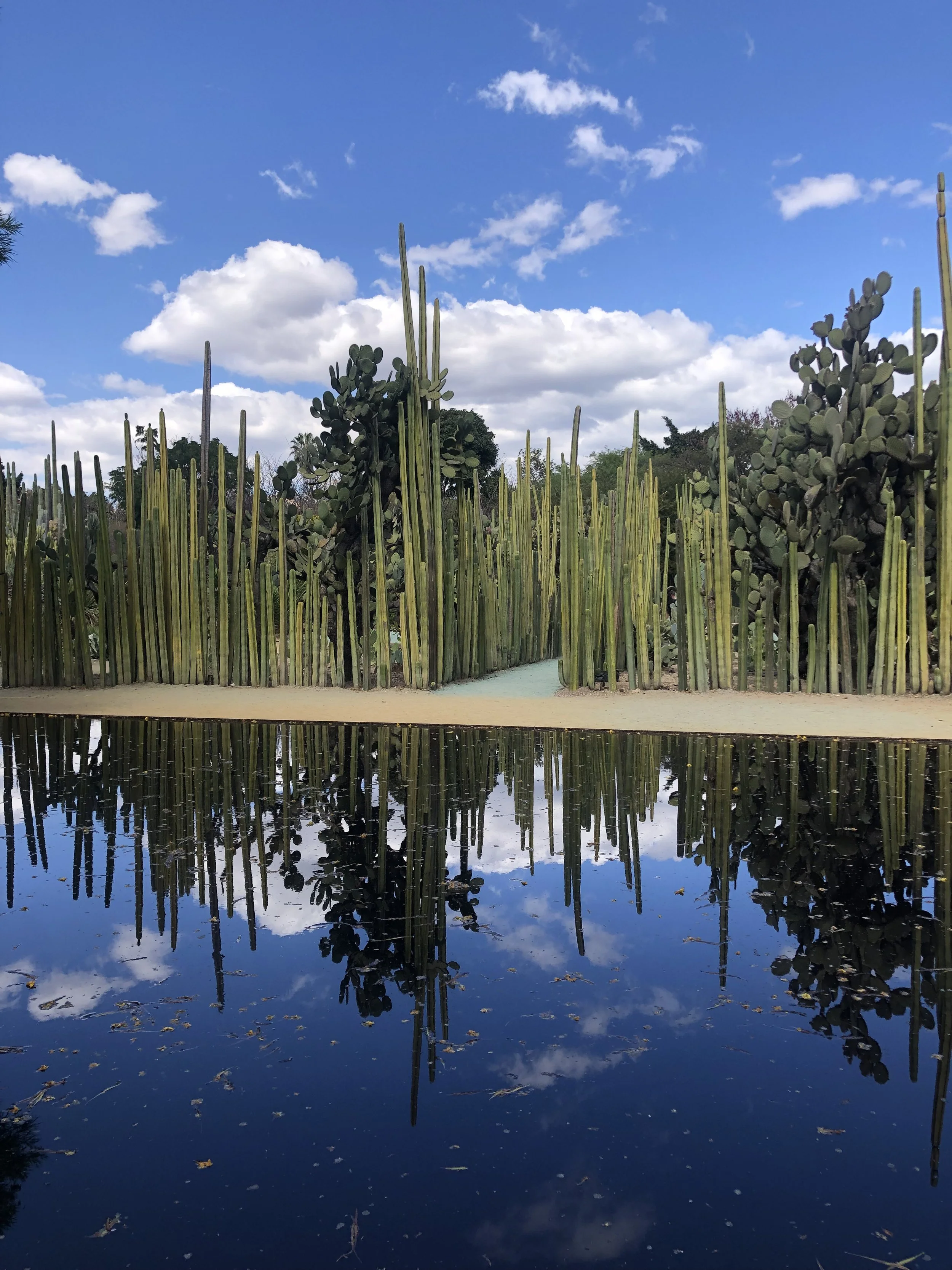 Paisaje con cactus, palmeras y nubes en cielo azul, reflejados en agua calma.