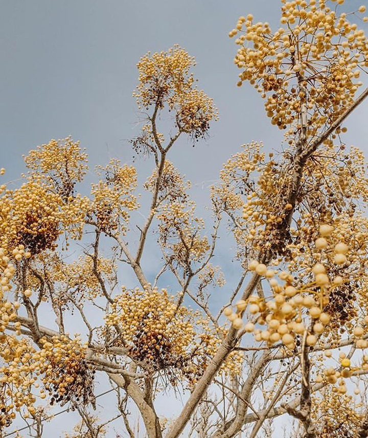 Árbol con ramas desnudas y numerosas pequeñas frutas amarillas, contra un cielo despejado.