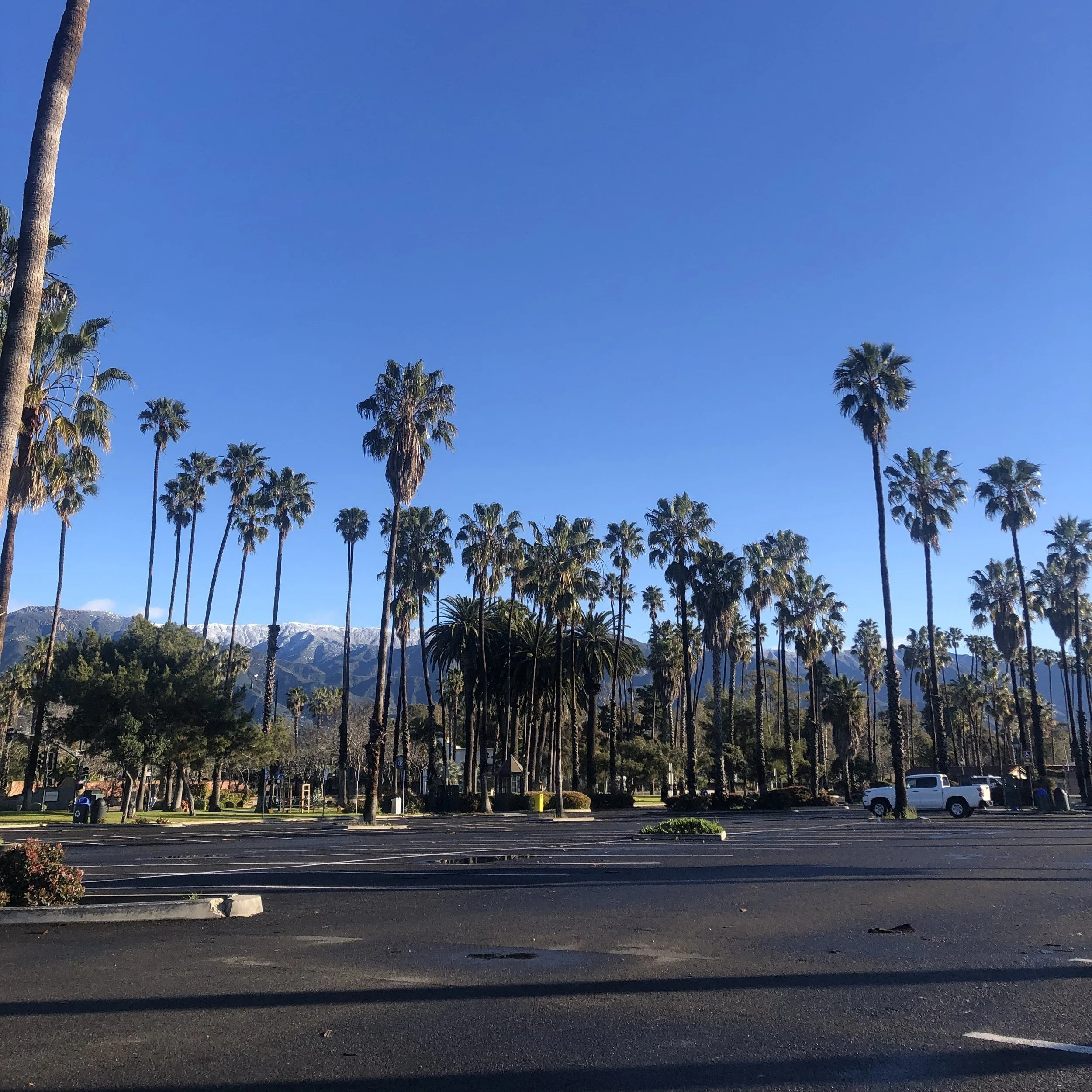 Landscape with tall palm trees, mountains with snow in the background and clear sky in sunny weather.
