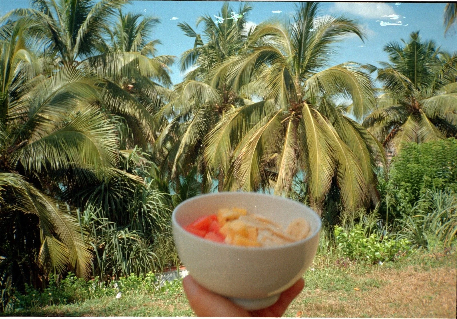 Un puñado de palmeras verdes bajo un cielo azul claro y una taza de fruta como mango y plátano en primer plano.