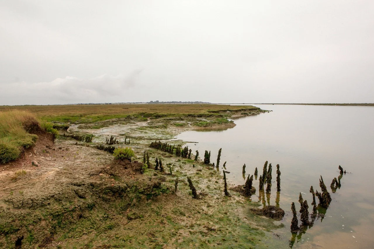 Costa de un río con vegetación y restos de estructuras de madera sumergidas en el agua.