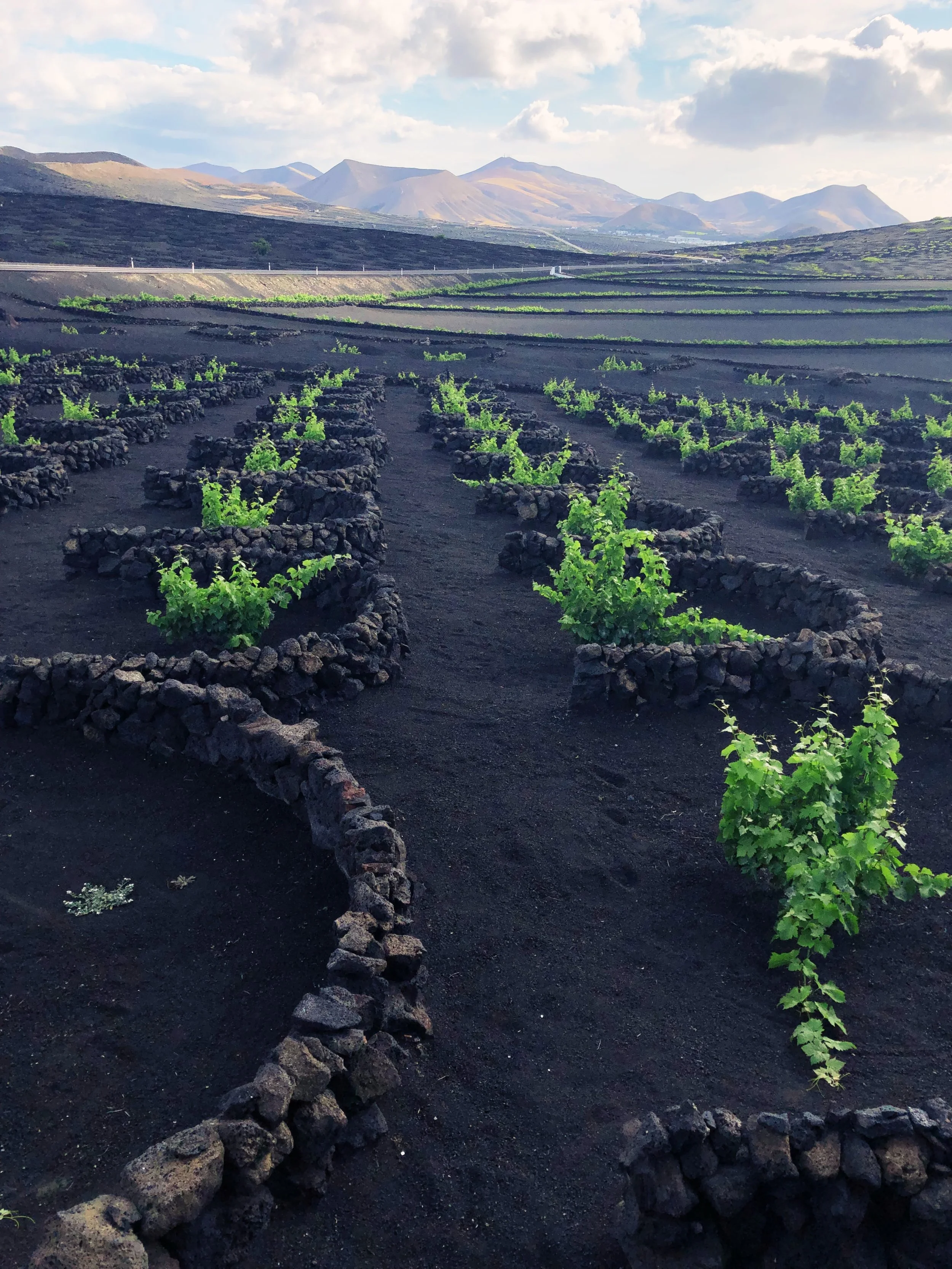 Viñedos en un campo volcánico con montañas al fondo.
