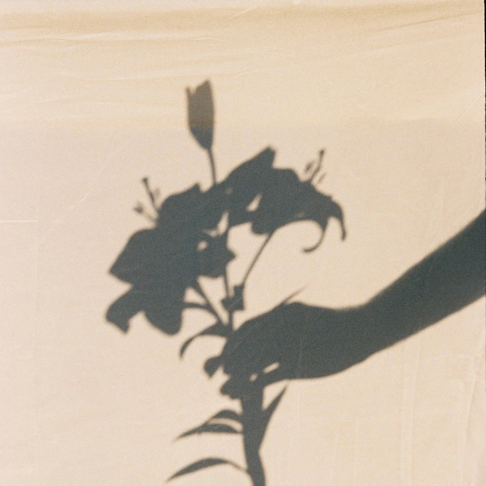 Sombra en la pared de una mano sosteniendo una flor con varias hojas.