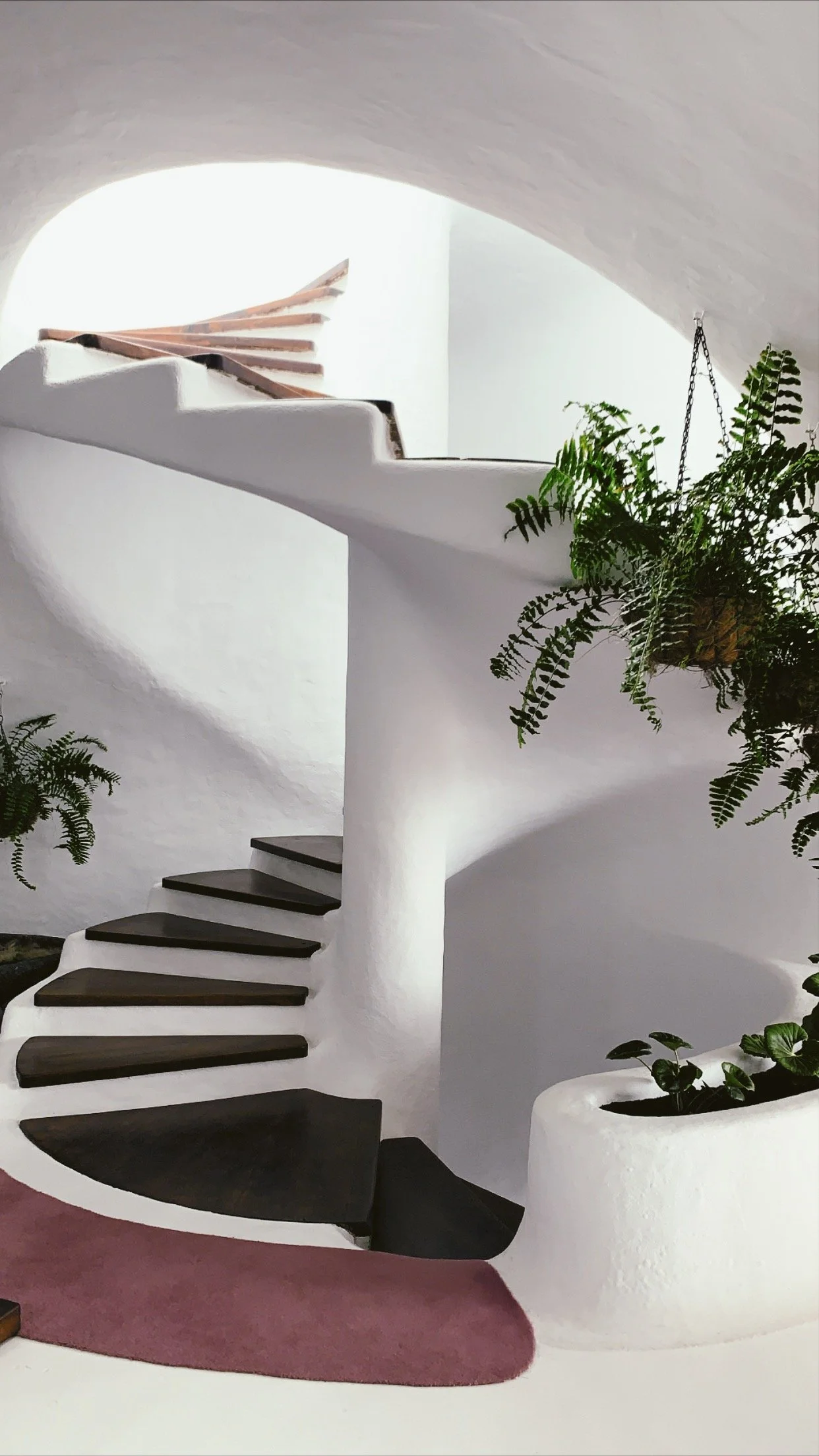 Escalera de espiral blanca con peldaños de madera, plantas verdes en macetas blancas, pared y techo blancos, alfombra rosa en el piso.