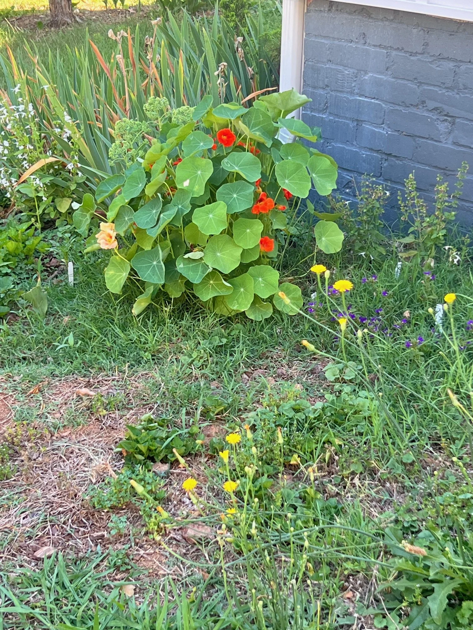 plants2.jpeg