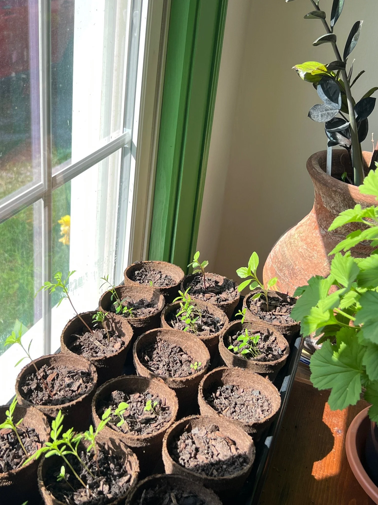 plants.jpeg