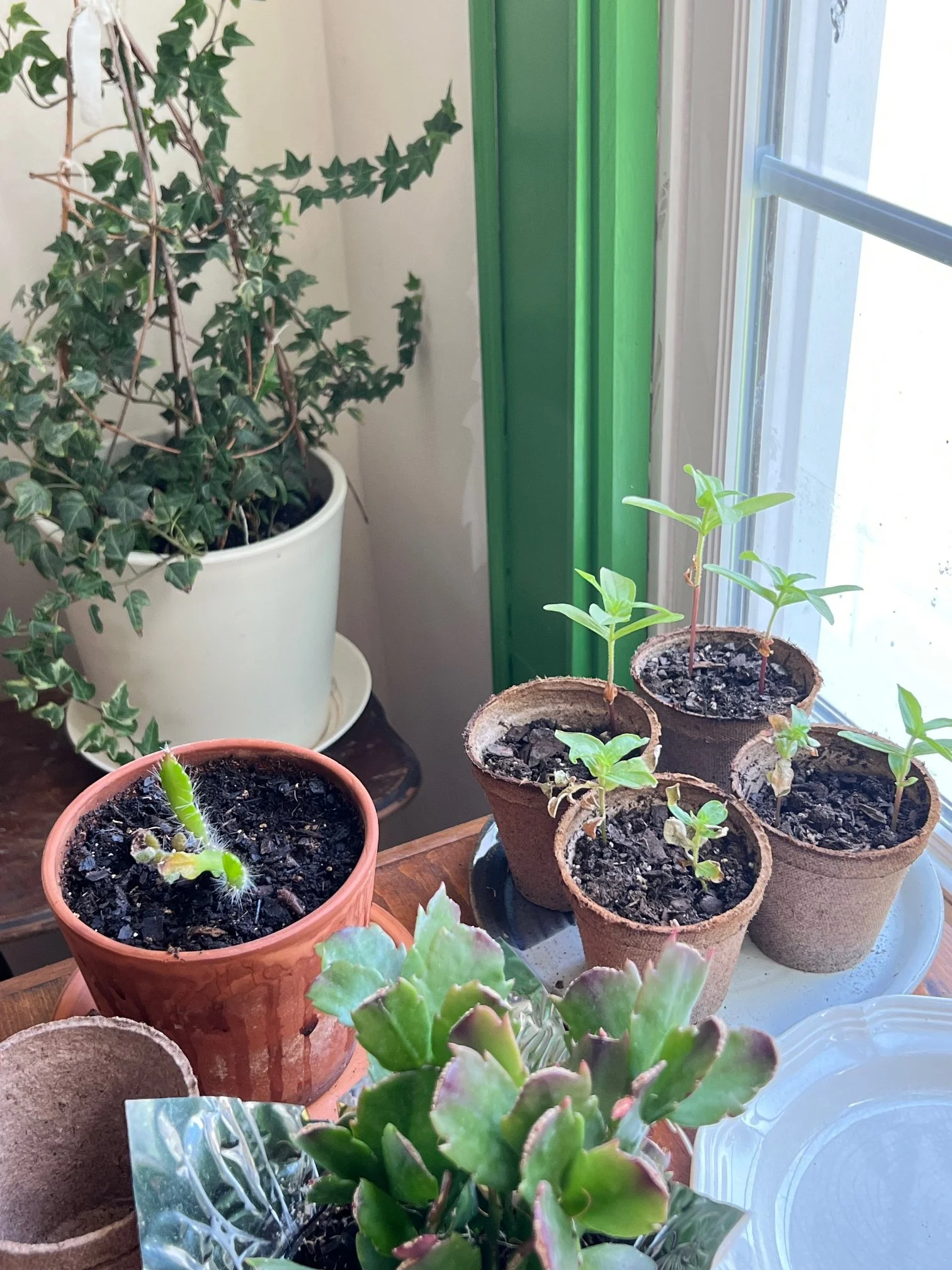 plants1.jpeg
