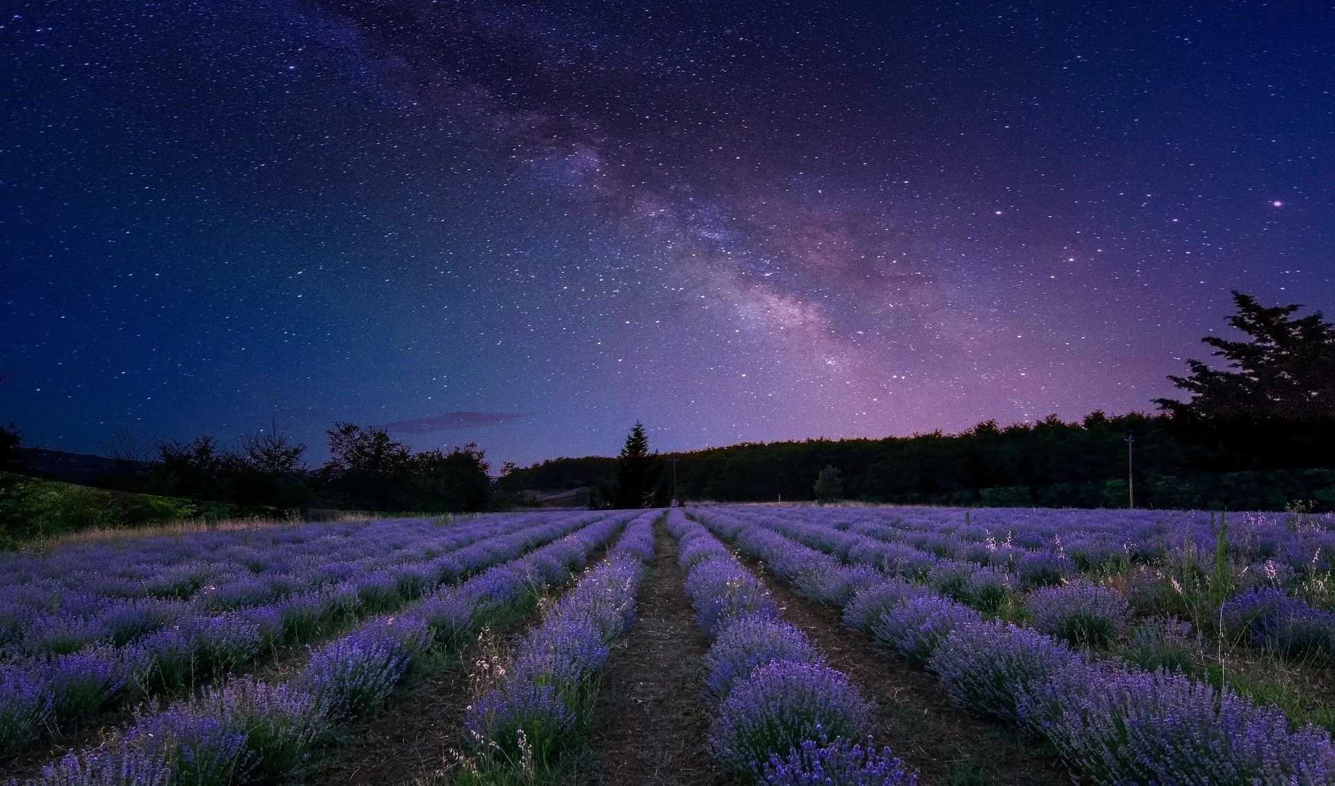 A field of blooming lavender plants under a starry night sky with the Milky Way visible, and trees in the background.