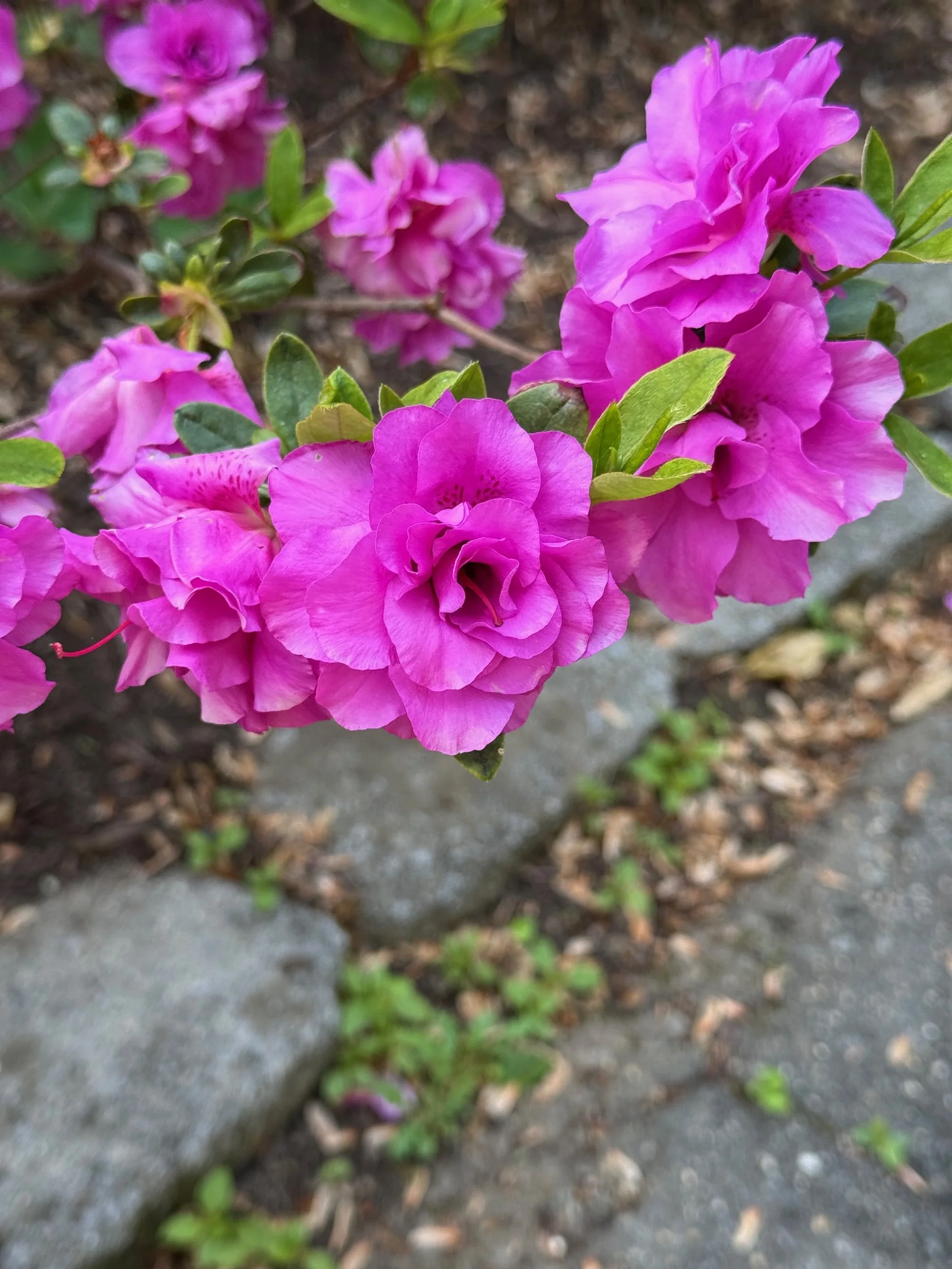 Azaleas