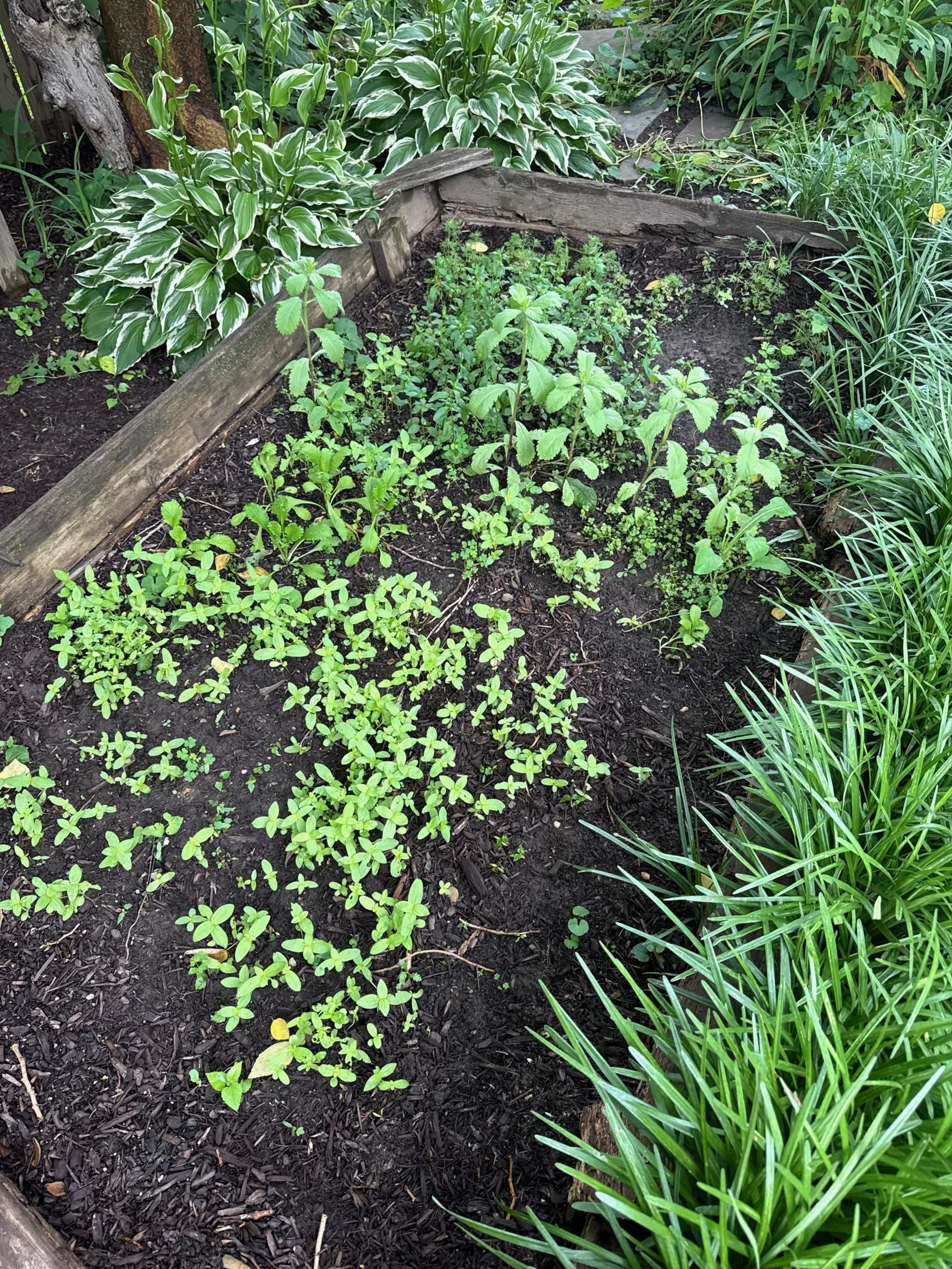 Chaos Gardening