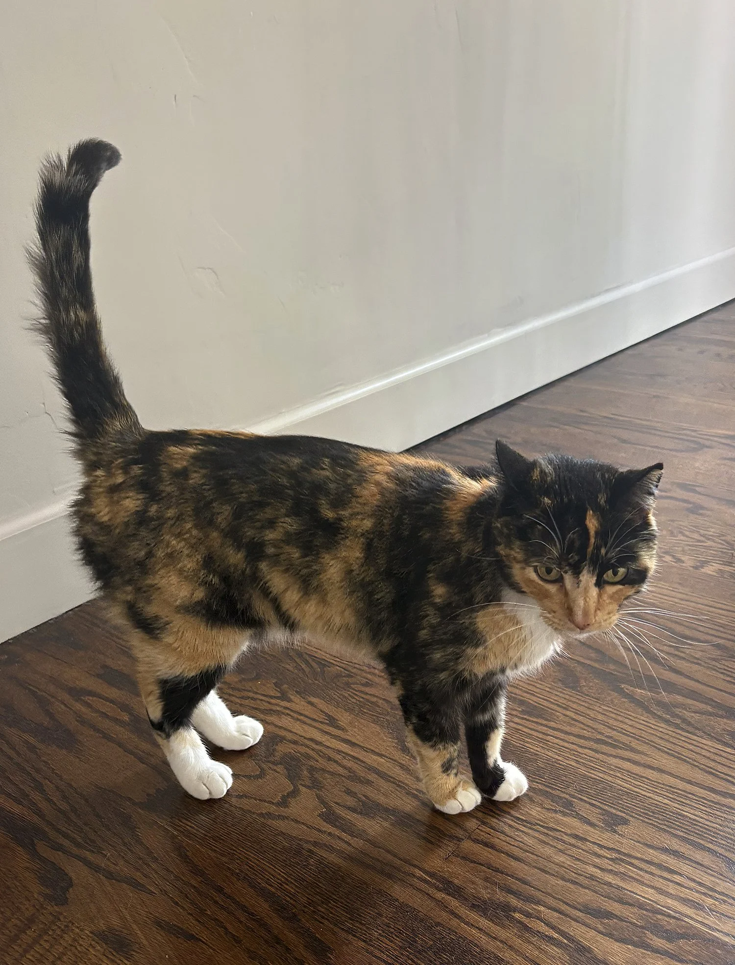 Penelope+-+500+Mount+Holyoke+Ave.jpg