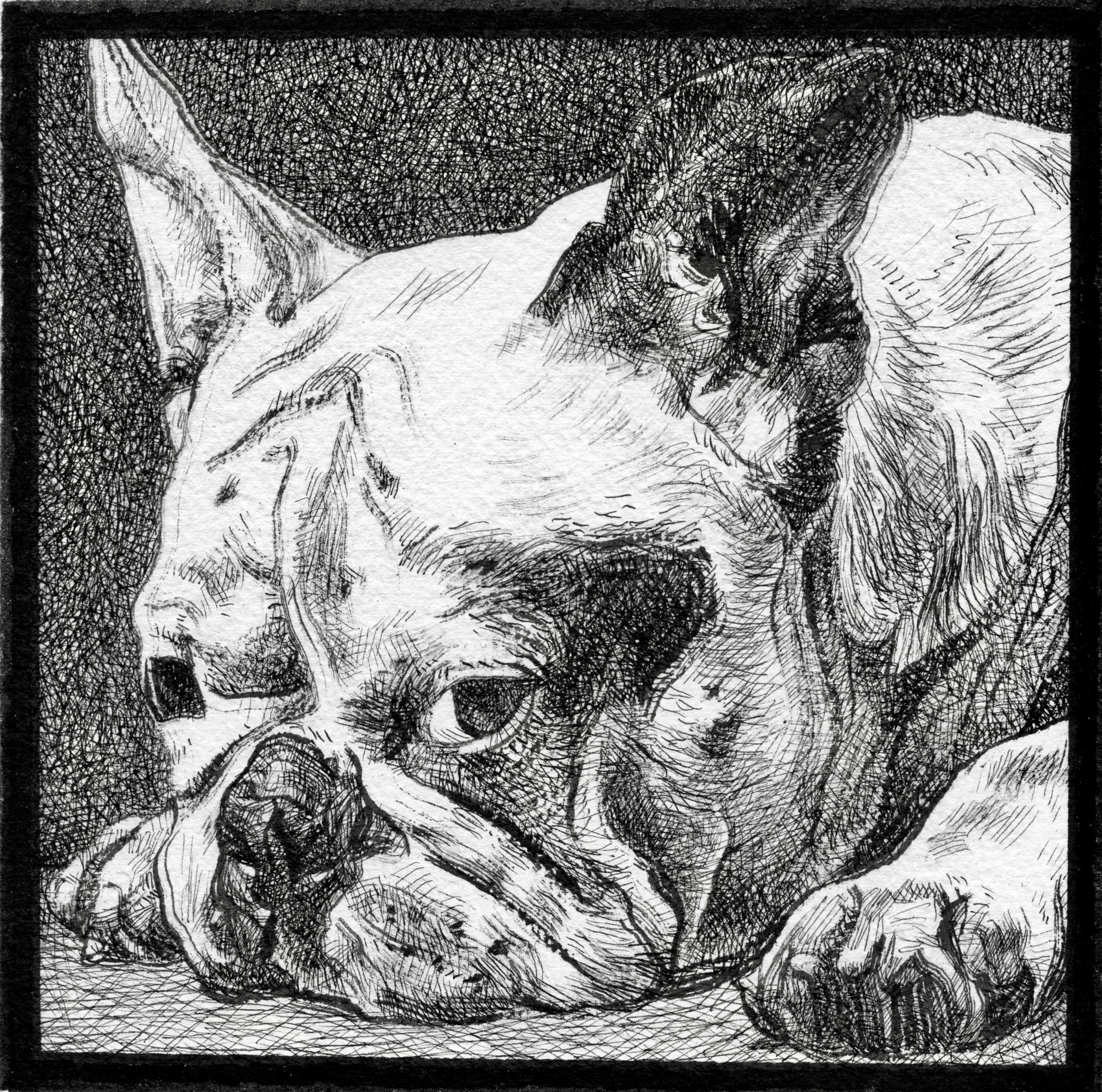 Black and white sketch of a French Bulldog lying down with its head resting on its paw.