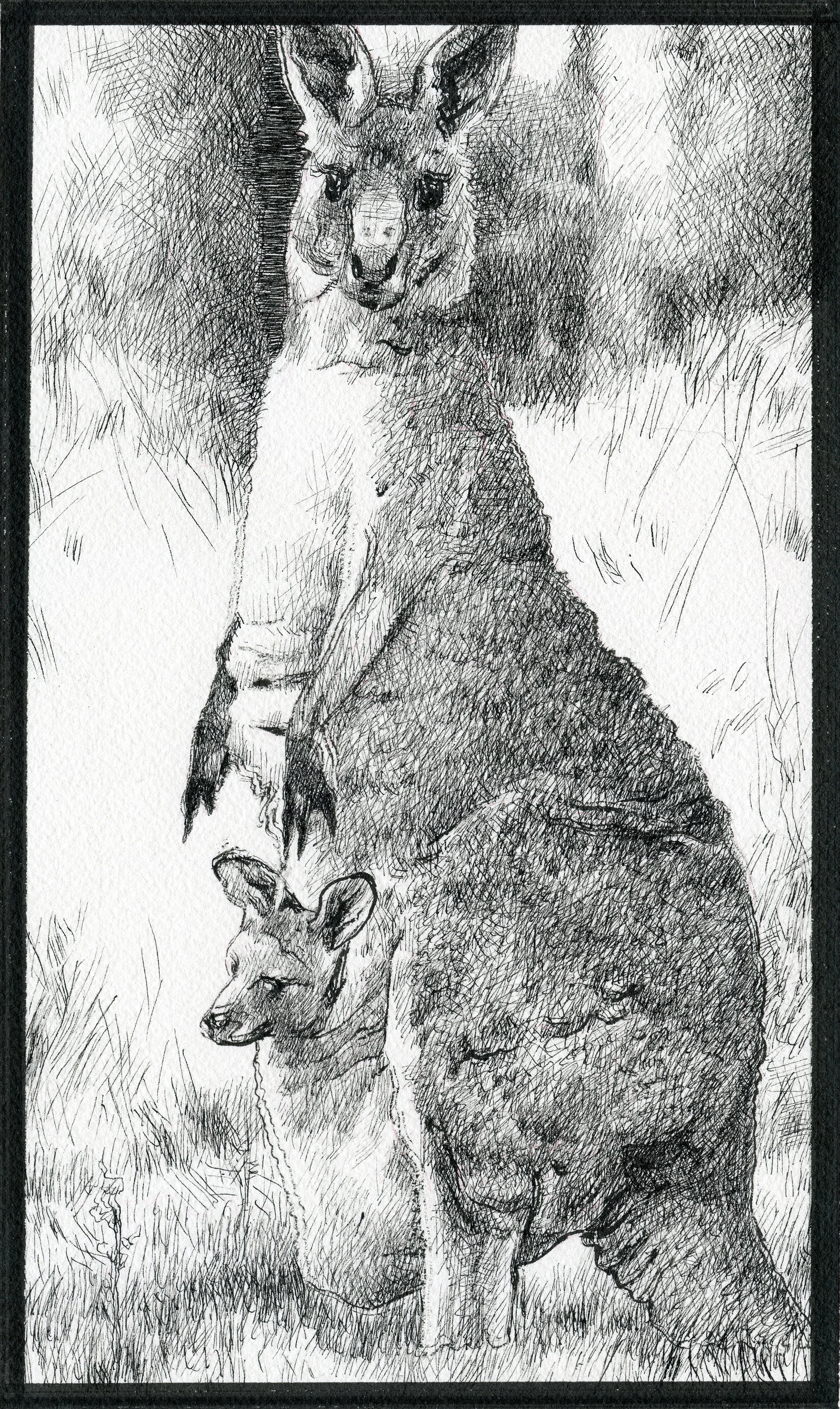 A pencil sketch of a kangaroo and a smaller animal, possibly a joey, sitting on the ground.